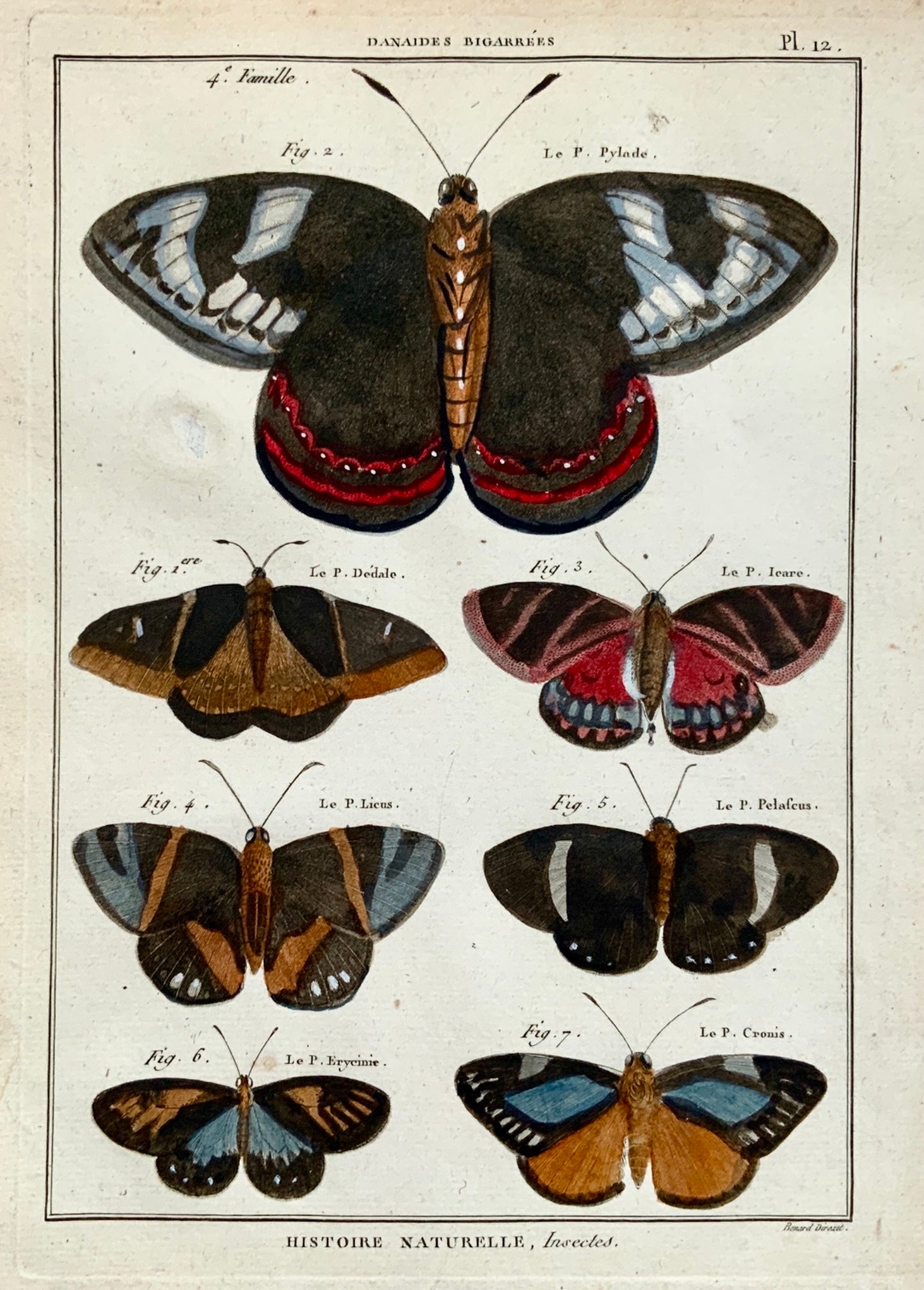 1794 Pierre André Latreille Quarto copper engraving Butterflies Danaides