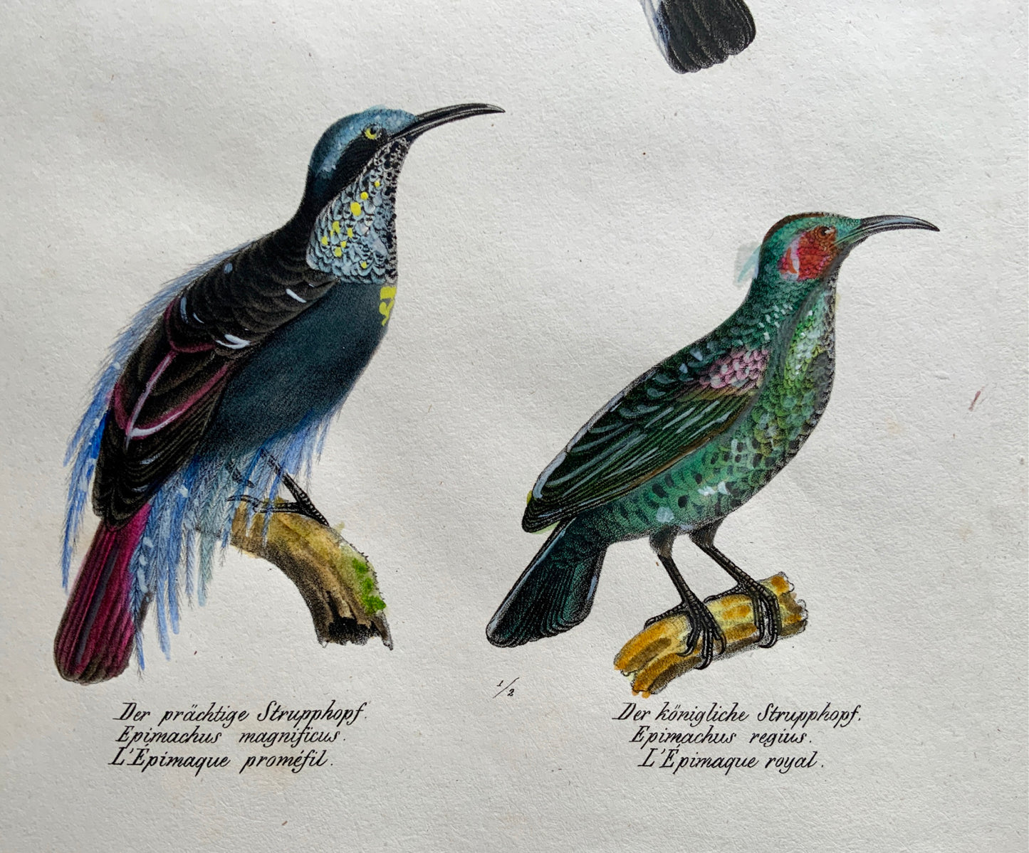 1830 HOOPOE Paradisaeidae Ornithology Brodtmann hand coloured FOLIO lithography