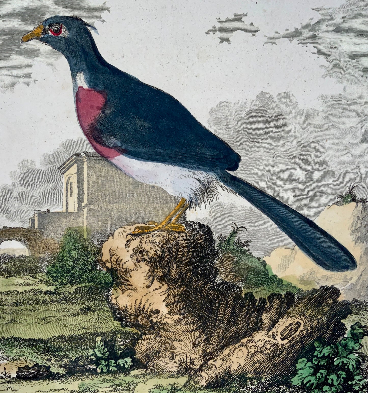1779 de Seve; Hulk - Madagascar CUCKOO - Ornithology - 4to Large Edn engraving