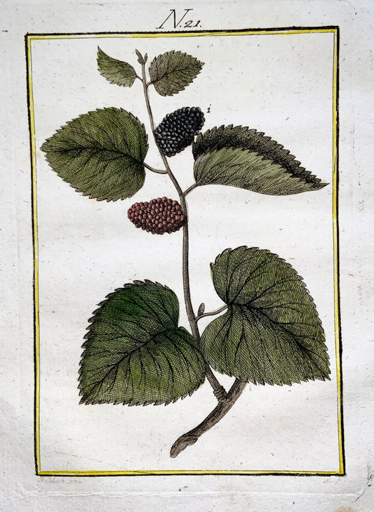 1790 BLACKBERRY TREE Fruit - Joh. Sollerer hand coloured engraving - Agriculture, Fruit