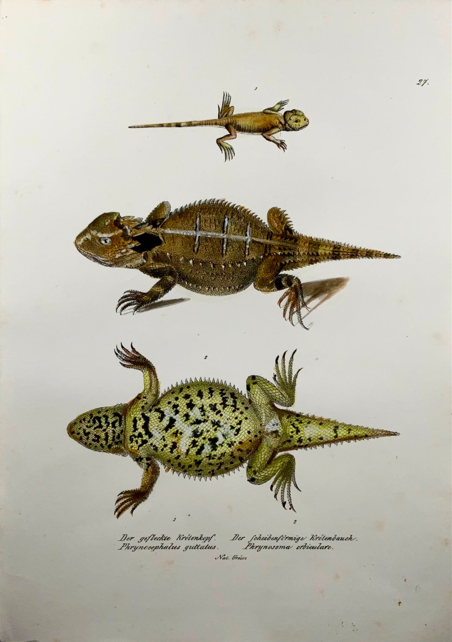 1833 Schinz (b1777) Lézards cornus, lithographie sur pierre colorée à la main, re