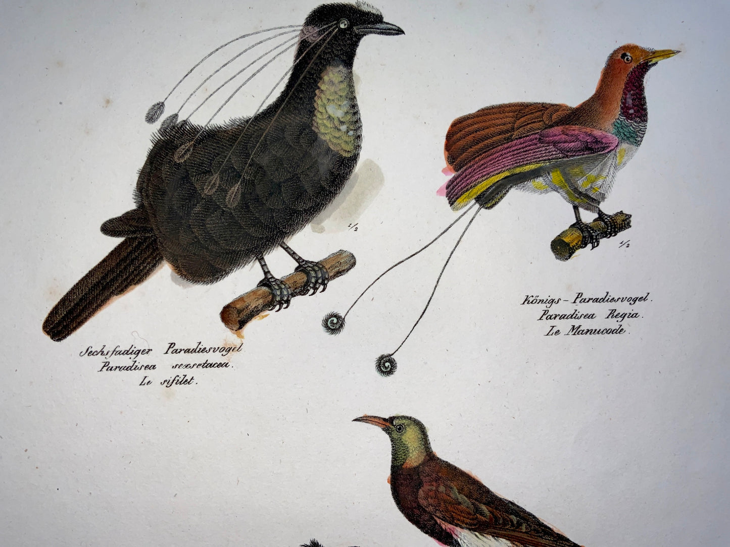 1830 BIRDS of PARADISE Ornithology Brodtmann hand coloured FOLIO lithograph