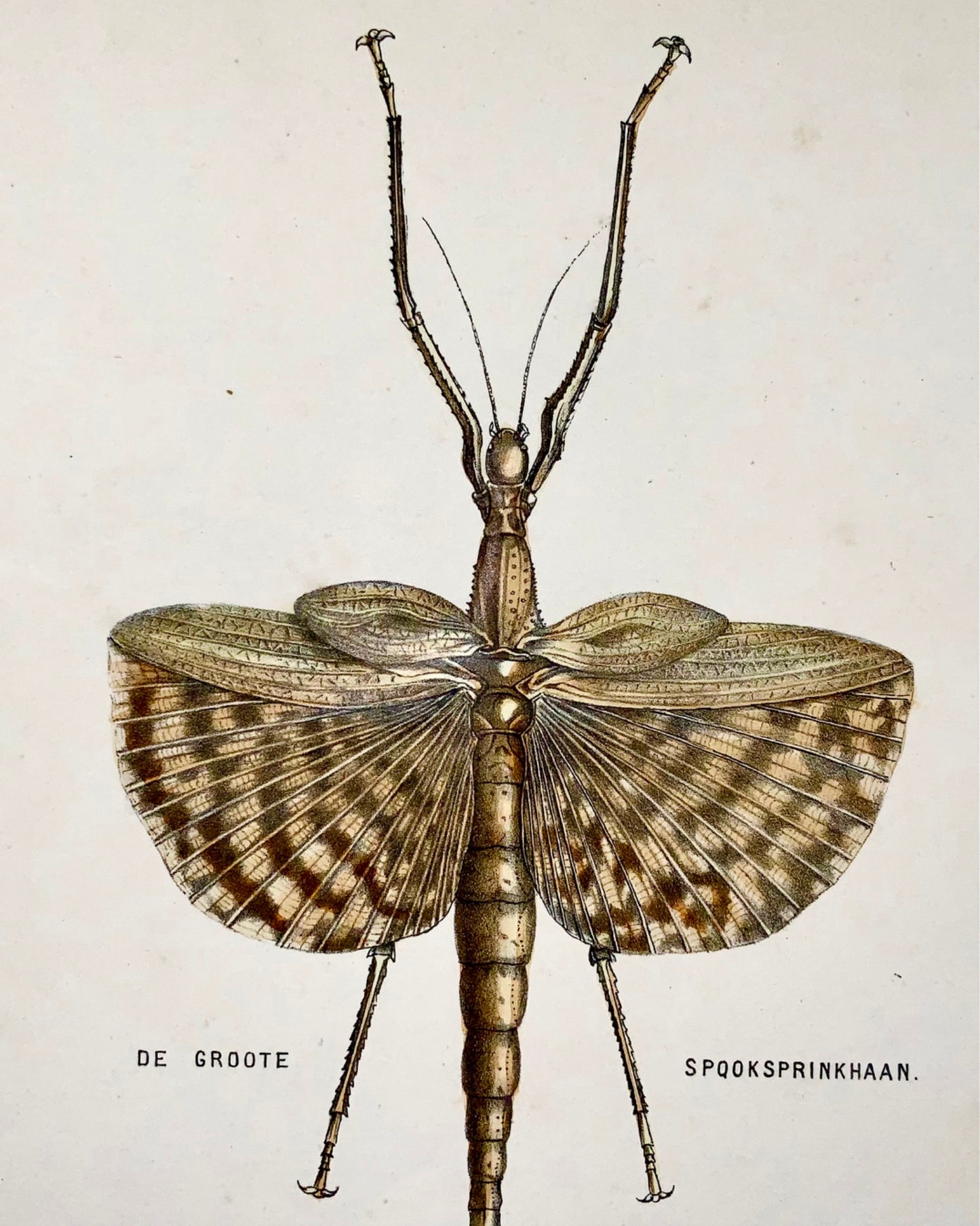 1864 Crickets, Grasshopper, Insects, quarto hand colored stone lithograph