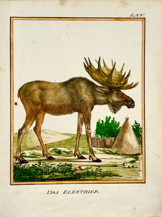 1816 Moose INCUNABULA OF LITHOGRAPHY K. Schmidt 4to hand coloured - Mammal