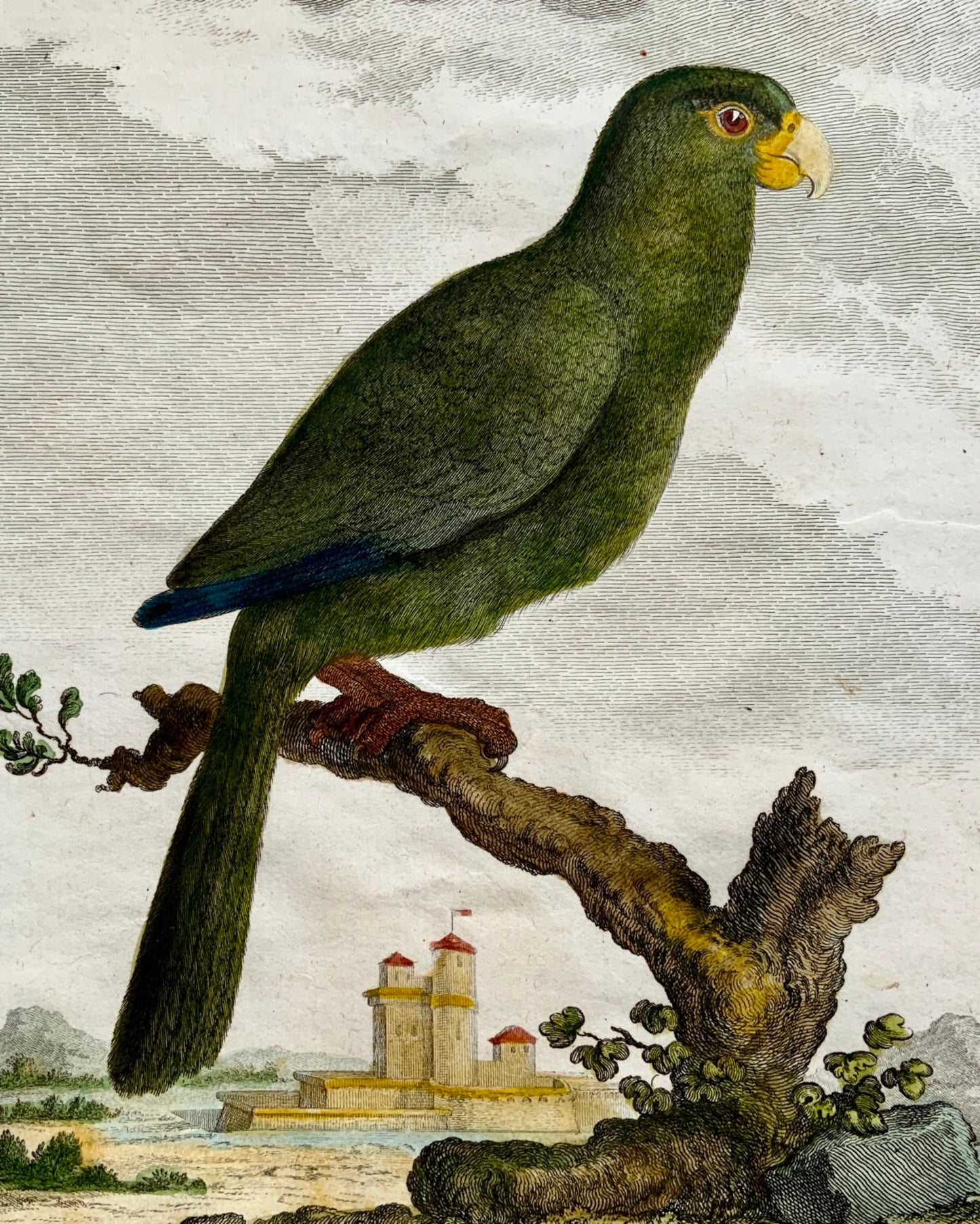 1779 Haussard after Jacques de Seve - Vasa Parrot - 4to engraving - Ornithology