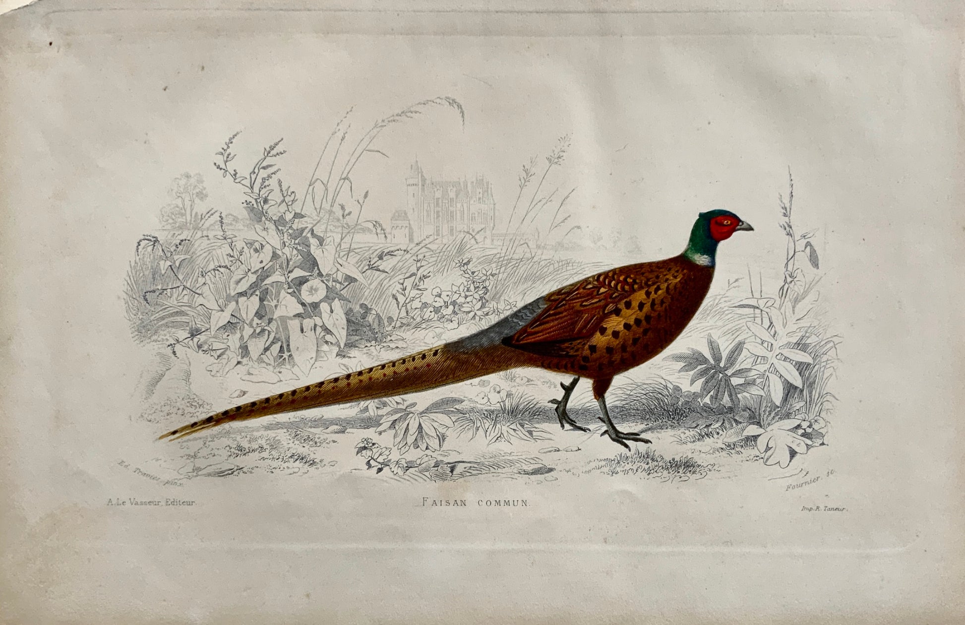 Edouard Travies [1809-1876] - PHEASANT - original hand colour - Ornithology