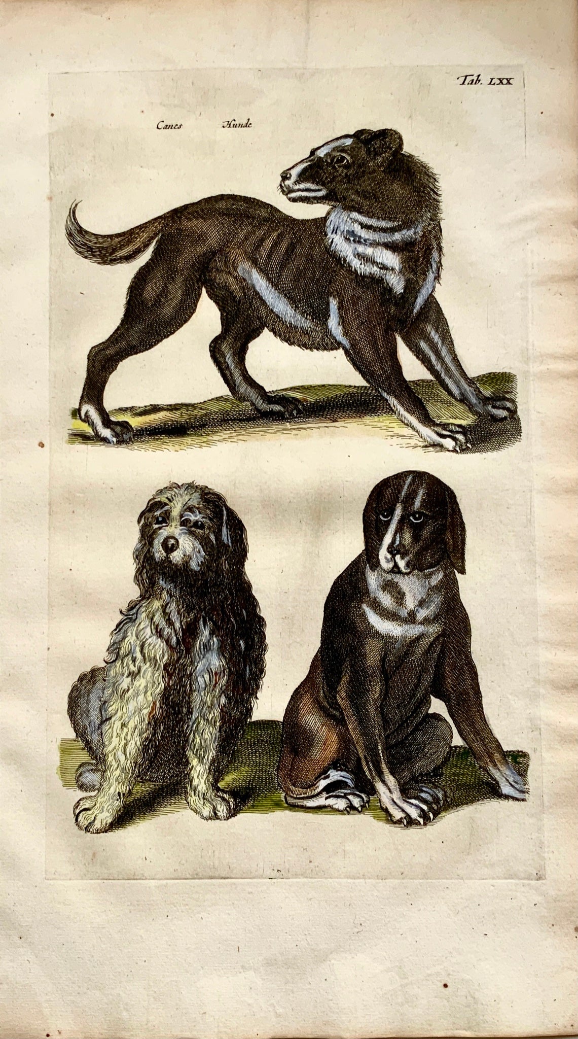 1657 Domestic Dogs Hounds - Mammal - Matt. MERIAN Folio Handcolored Engraving