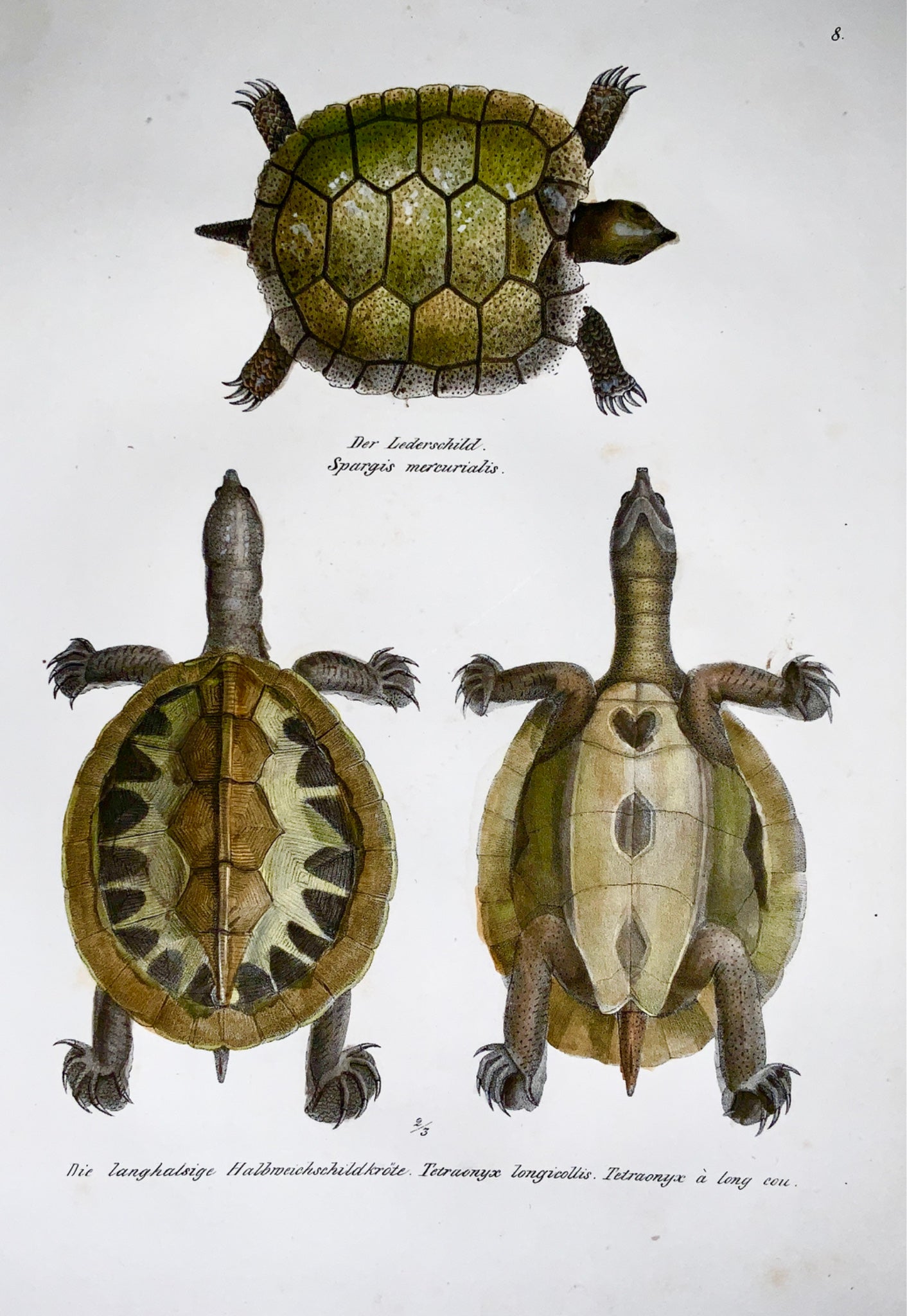 1833 H.R. Schinz (b1777) - RIVER TERRAPIN TURTLE - Hand colour stone lithograph - Amphibians