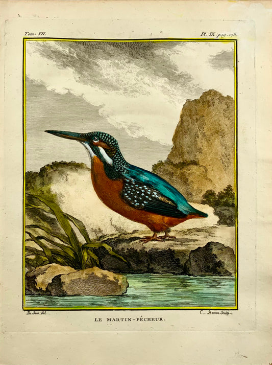 1775 Martin pescatore, bella incisione in rame quarto colorato a mano, Ornitologia