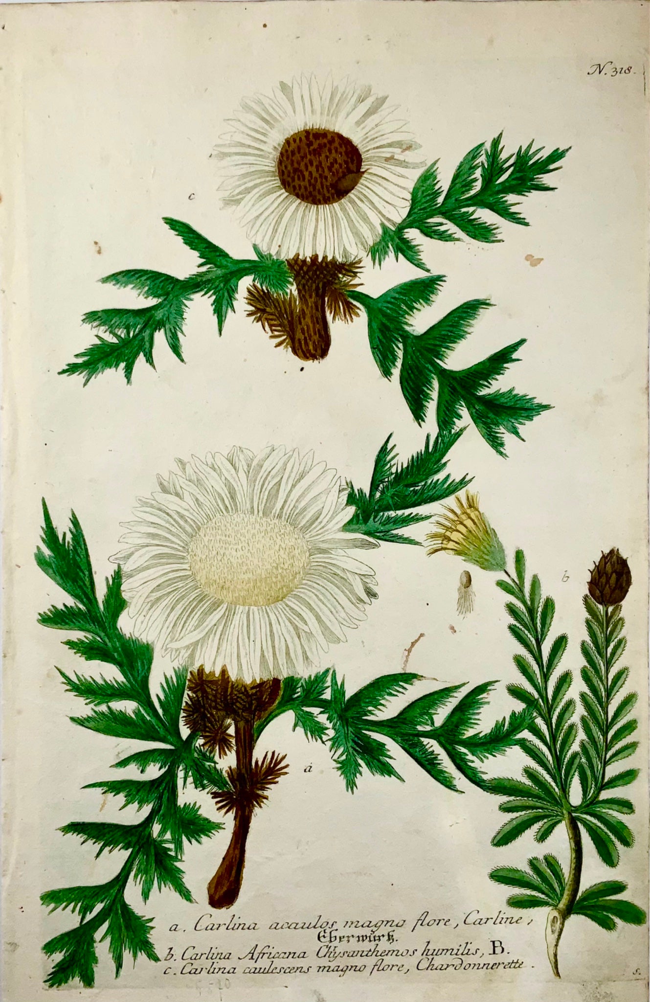 1739 Cartline Thistles, colour printed mezzotint, large folio, Weinmann, botany