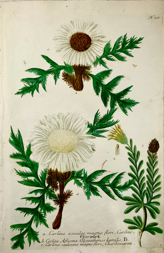 1739 Cartline Thistles, mezzatinta stampata a colori, foglio grande, Weinmann, botanica