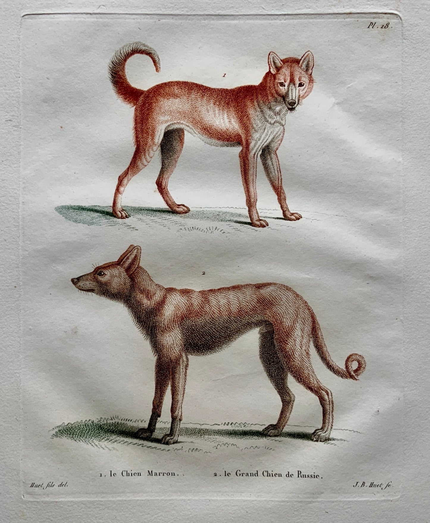 Jean Baptiste Huet [1745-1811]  DOMESTIC DOGS Coloured stipple (crayon manner) - Mammals
