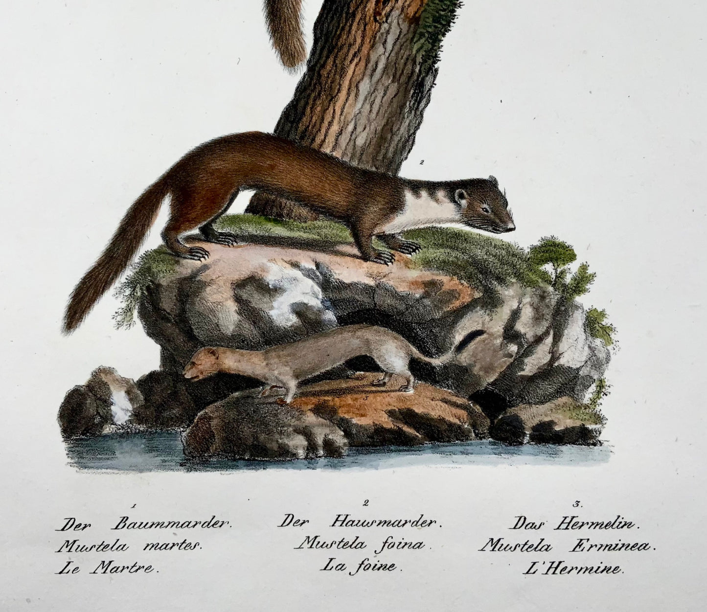 1830 Donnola, Mustela, Mammiferi, Schinz, colorati a mano, folio, litografia