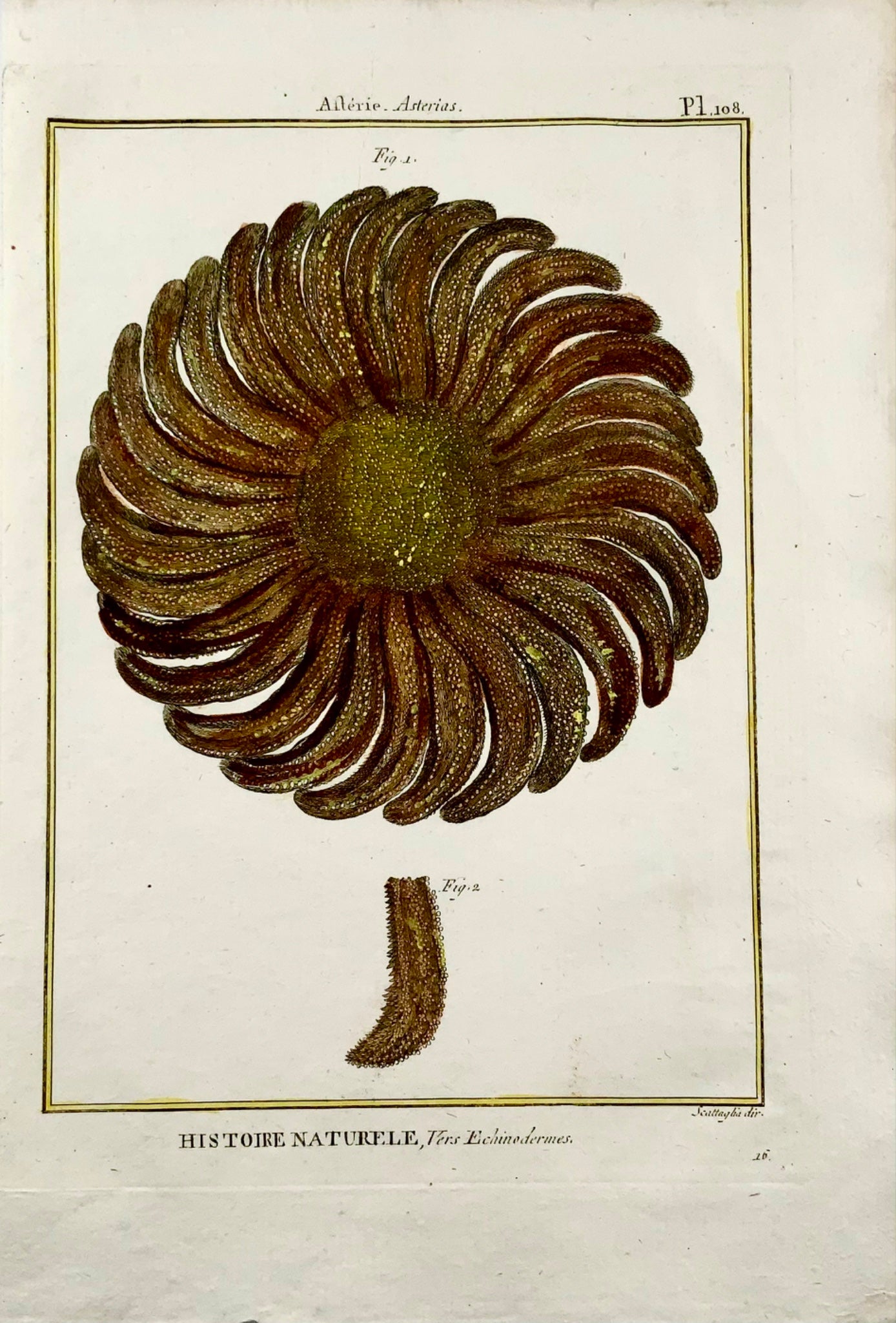 1789 Scattaglia - Stella Marina STELLA MARINA Asterias Quarto Colore a mano - Acquatico