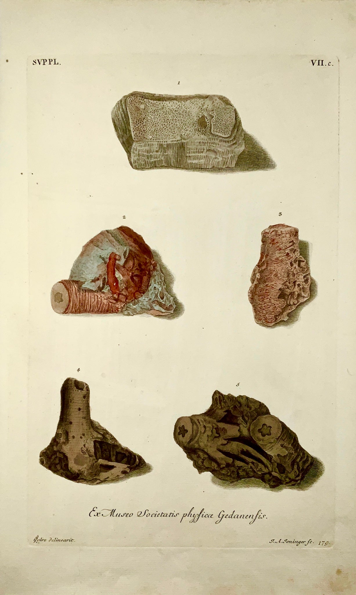1764 G. W. Knorr (1705-1761); Large FOLIO Palaeontology Fossils Geology (VIIc)