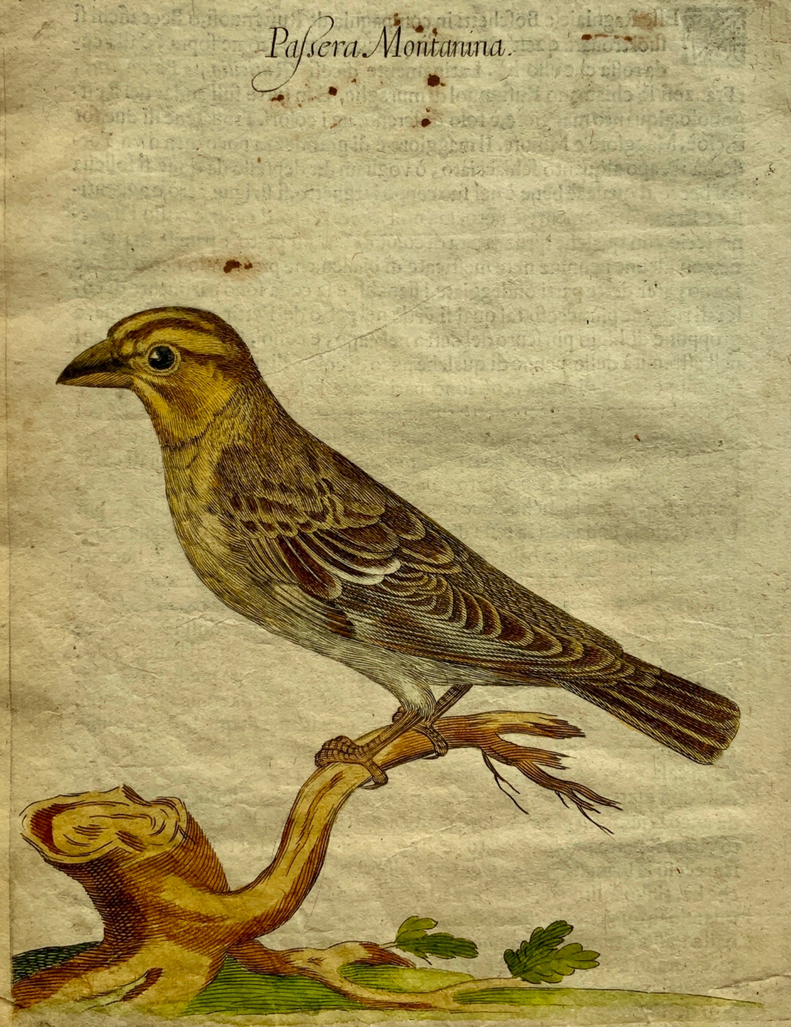 1622 Antonio Tempesta; Fr. Villamena Fanello REED BUNTING Master Engraving - Ornithology