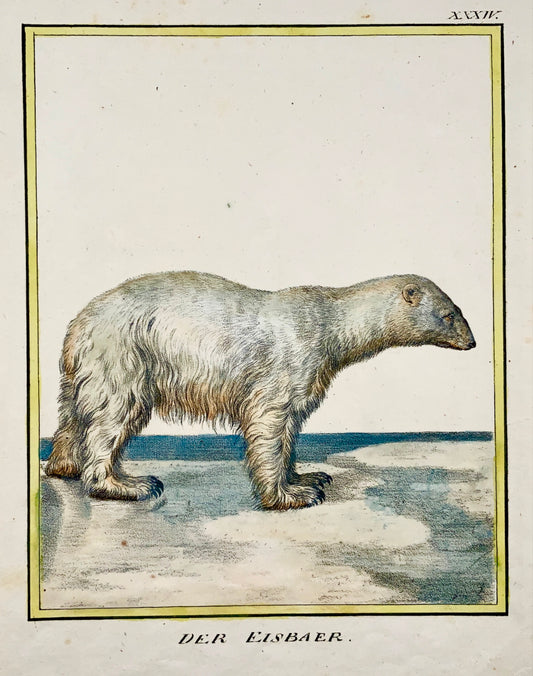 1816 Ours polaire INCUNABULE DE LITHOGRAPHIE K. Schmidt in-4 colorié à la main - Mammifère