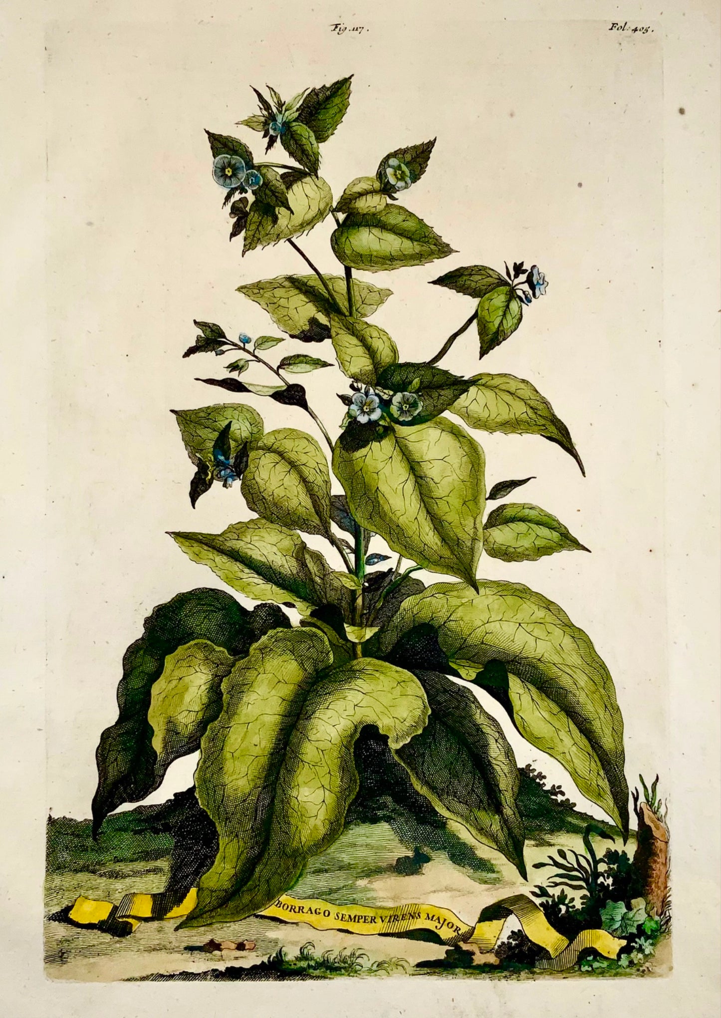 1696 Abraham Munting - Folio botanique - FORGET-ME-NOT Borrago sempre virens - Botanique