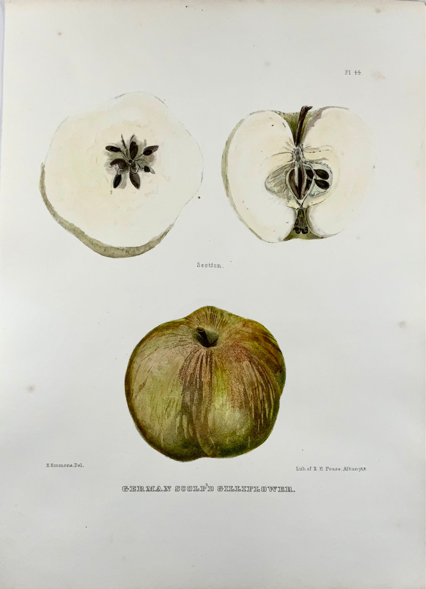 1830 c Pease lith; Emmons - Fruit: Apple German - hand coloured stone lithograph - Botany
