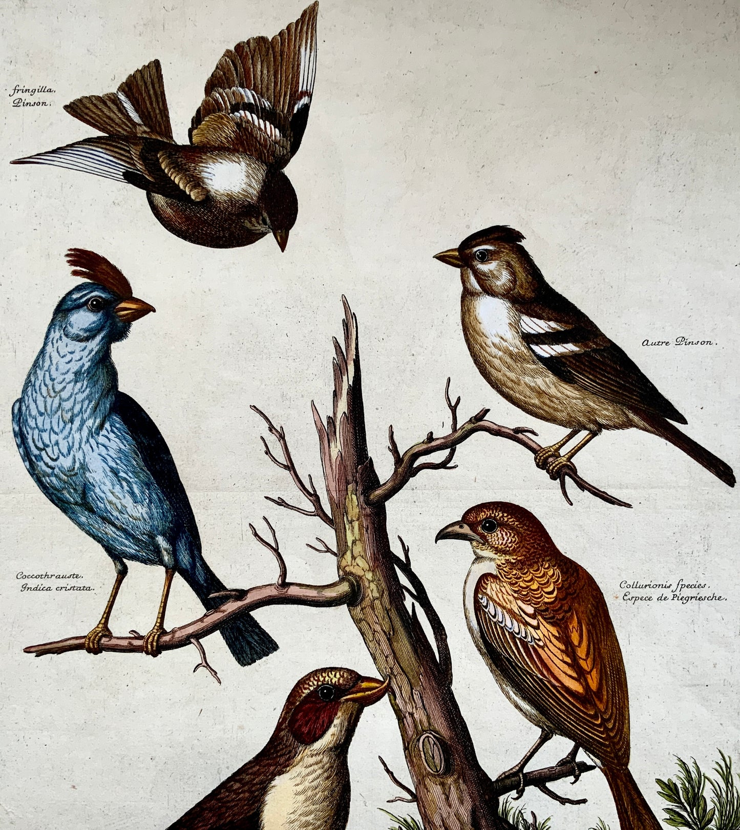 1673 Nicholas Robert (1610-1684); Chaffinch Finch Shrike - 46.5 cm - Ornithology - Master Engraving