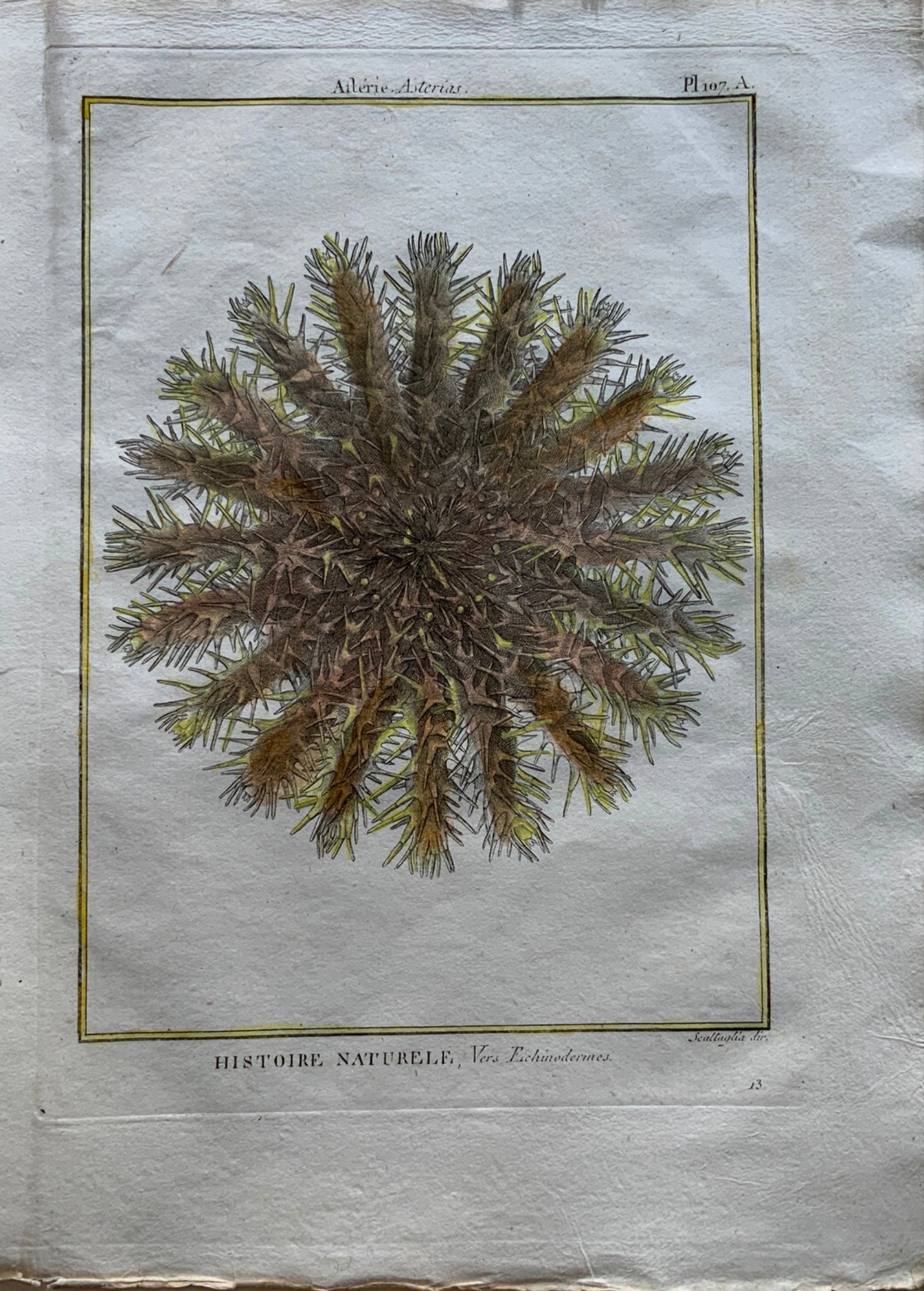 1789 Scattaglia - Sea Star STARFISH Sea Asterias - Hand colour
