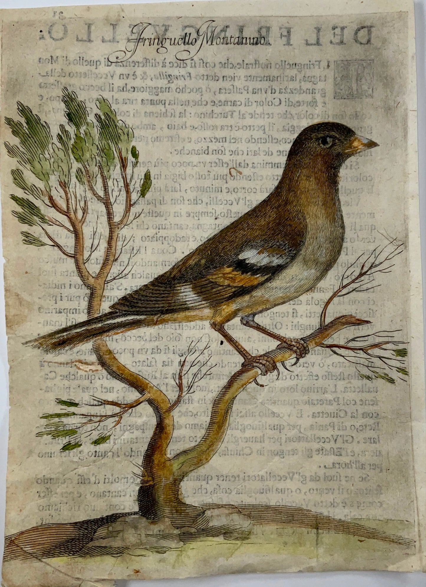 1622 Antonio Tempesta; Fr. Villamena Fanello MOUNTAIN FINCH Master Engraving - Ornithology