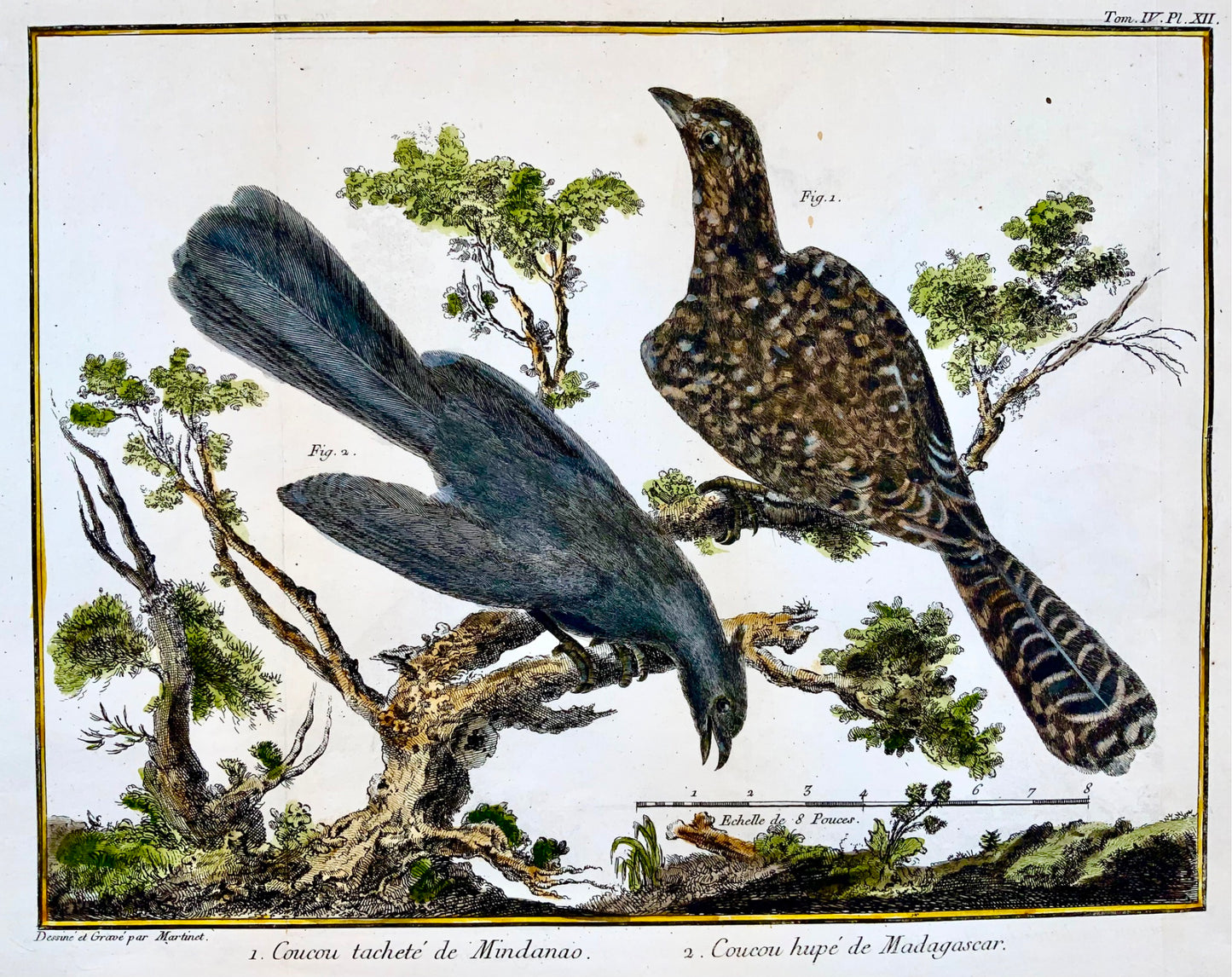 1760 Fr. Nic. Martinet (1725-1804) - Exotic Cuckoos Birds - copper engraving.