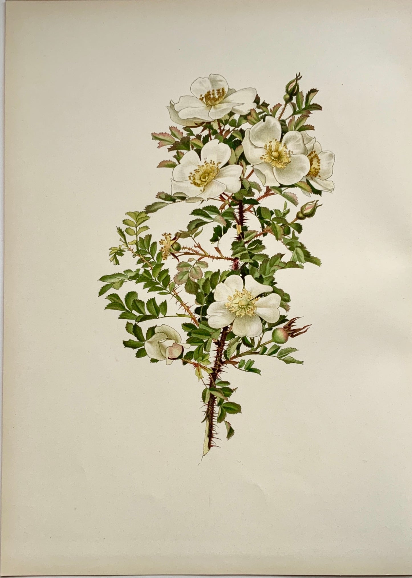 WILLMOTT, Ellen Ann (1858-1934); Parsons - ROSA SPINOSISSIMA ANDREWS Rose 37 cm - Botany