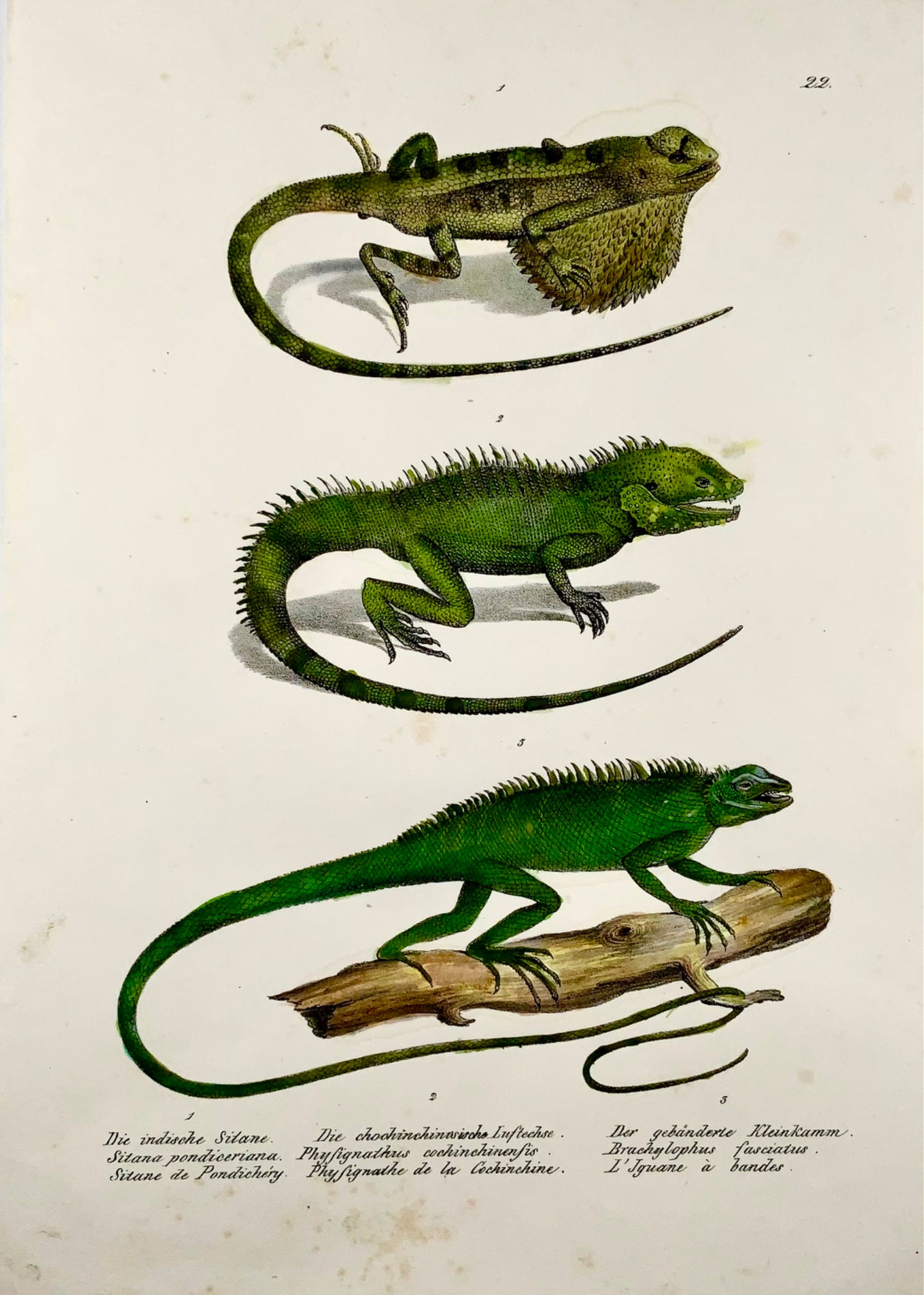 1833 H.R. Schinz (b1777) SITANA Dragon Lizards - Hand coloured stone lithograph - Reptiles