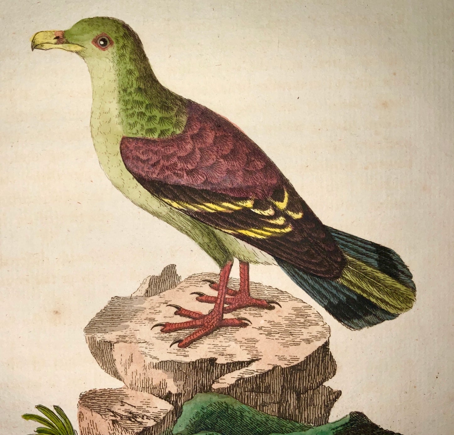 1785 John Latham - Synopsis - PIGEON - hand coloured engraving - Ornithology