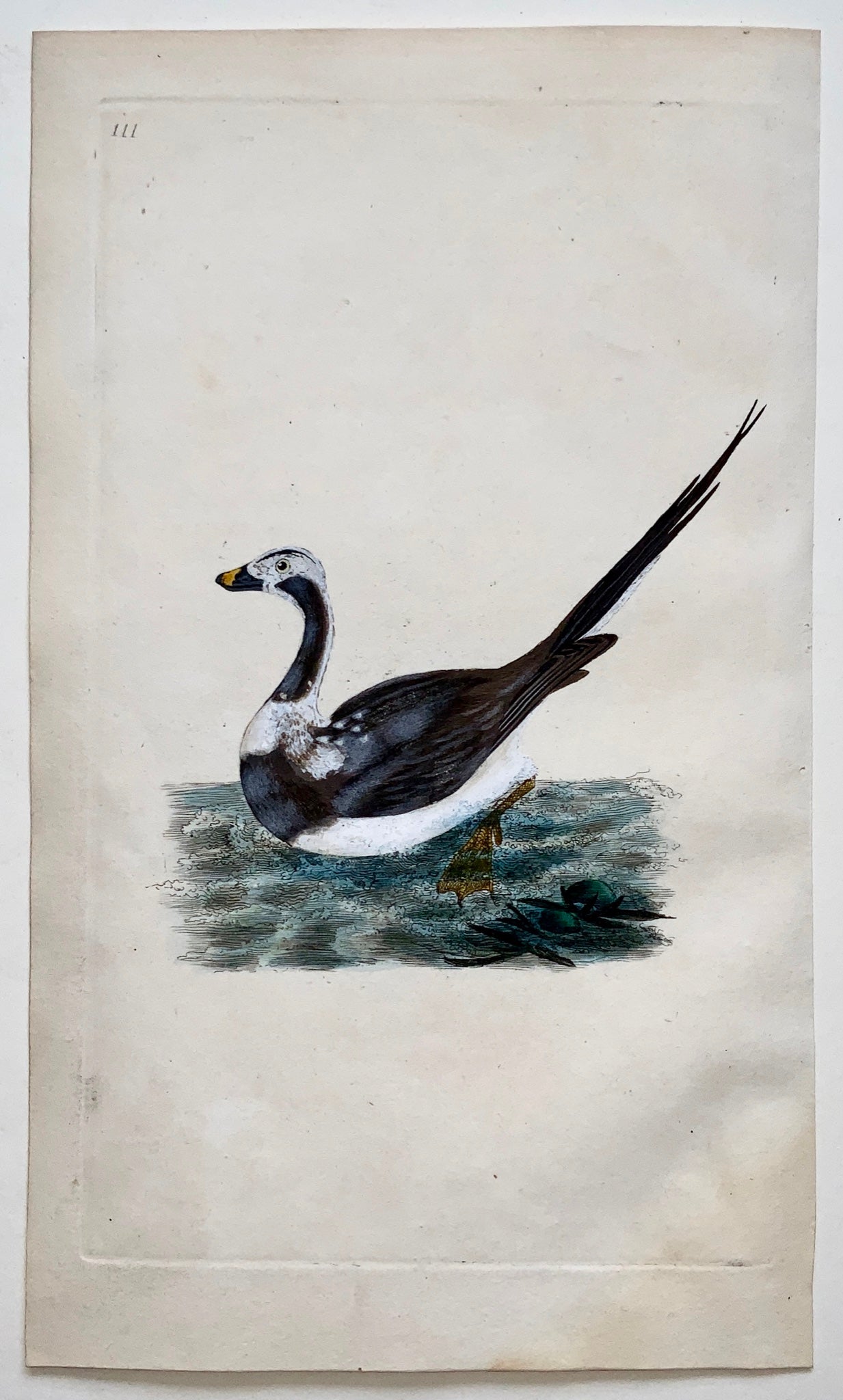 1794 Edward Donovan - LONG TAILED DUCK Ornithology - exquisite hand coloured copper engraving