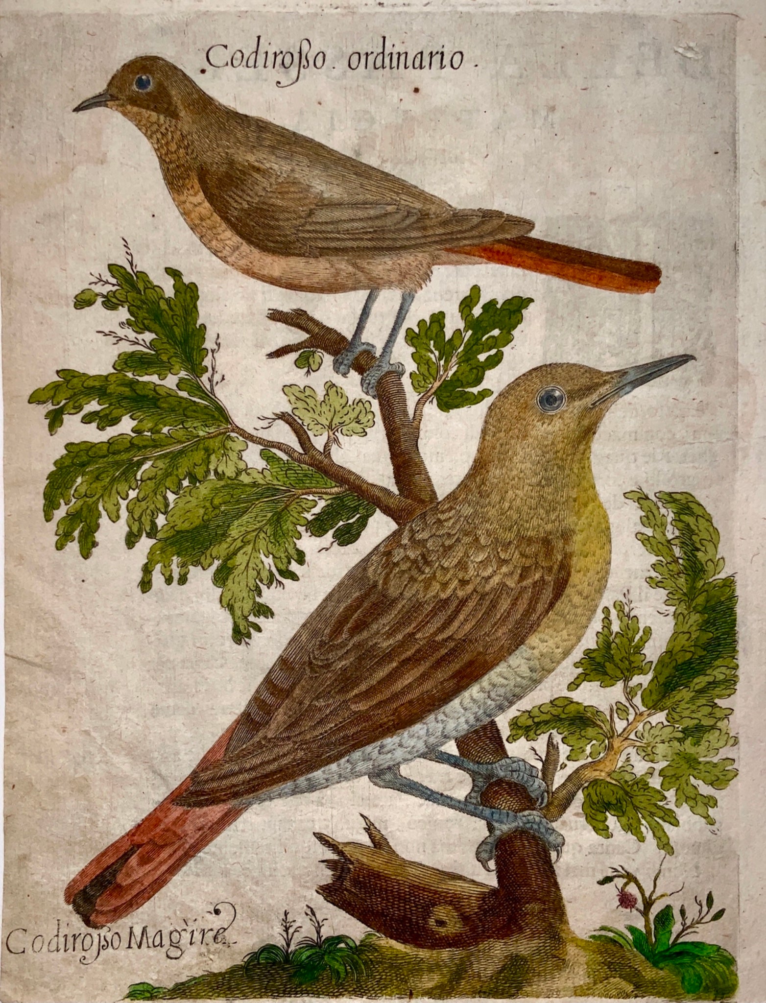 1622 Antonio Tempesta; Fr. Villamena Fanello REDSTARTS Master Engraving - Ornithology