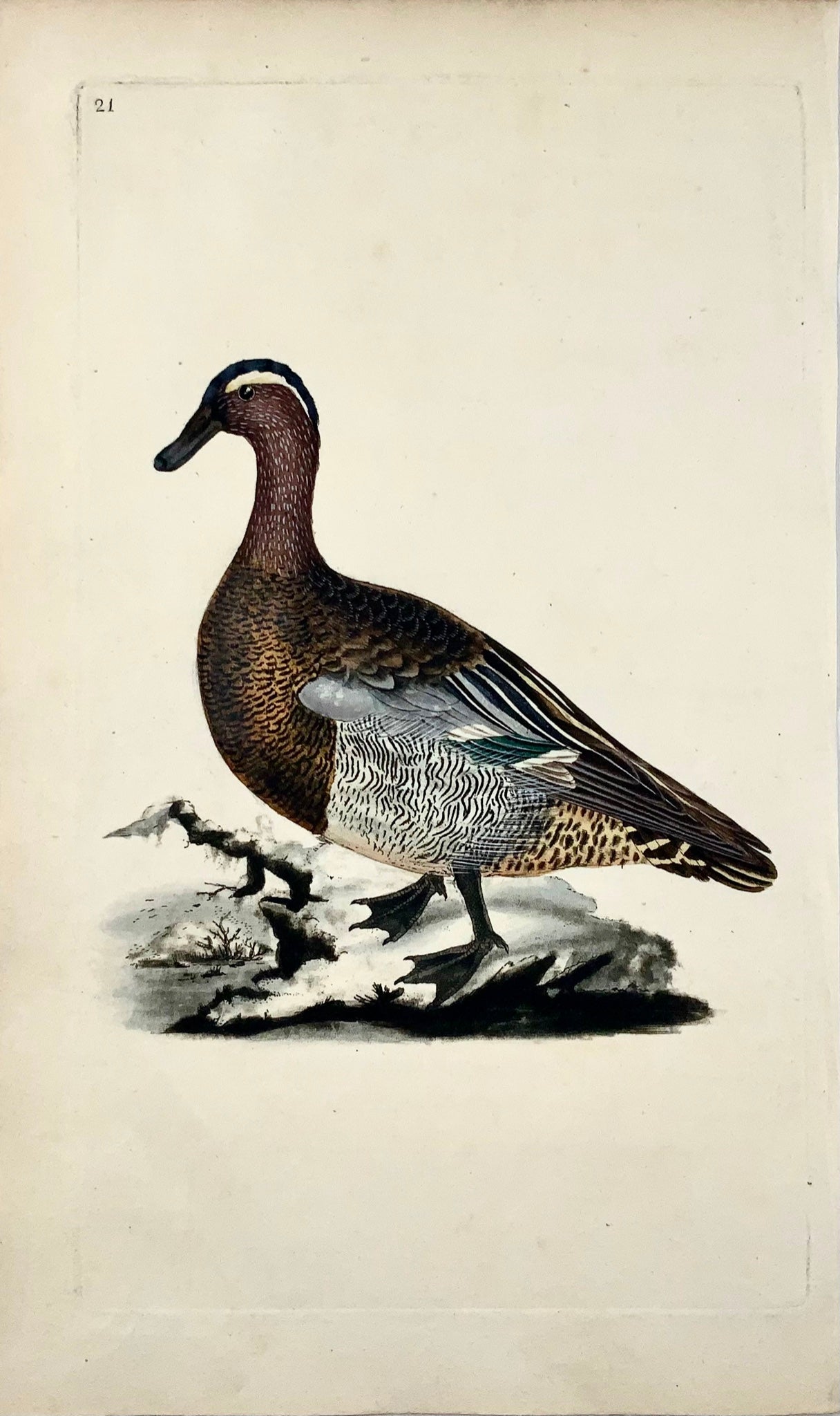 1794 Edward Donovan, Garganey Duck, ornithology, fine hand coloured engraving