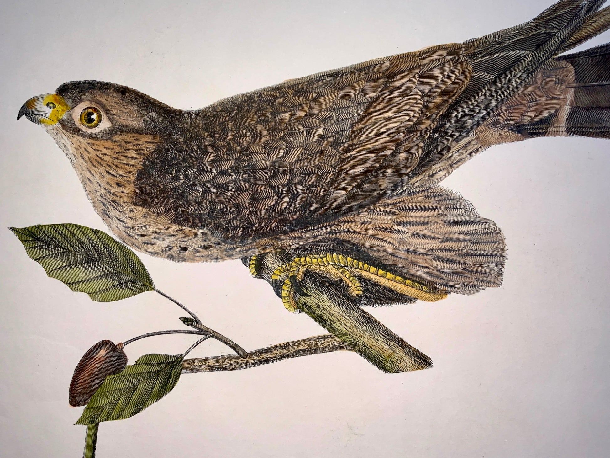 1846 PIGEON FALCON Ornithology - Brown hand coloured Large Folio (36cm)