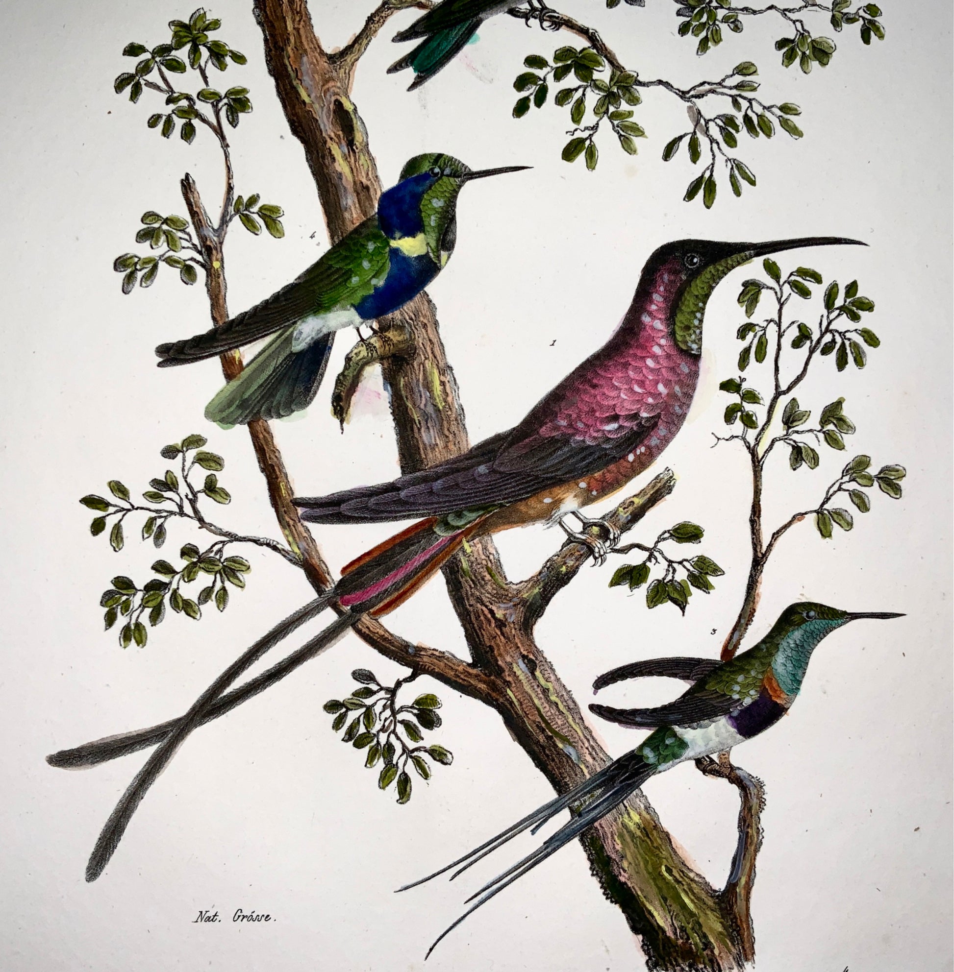 1830 COLIBRI - Ornithology - Brodtmann hand coloured FOLIO stone lithograph