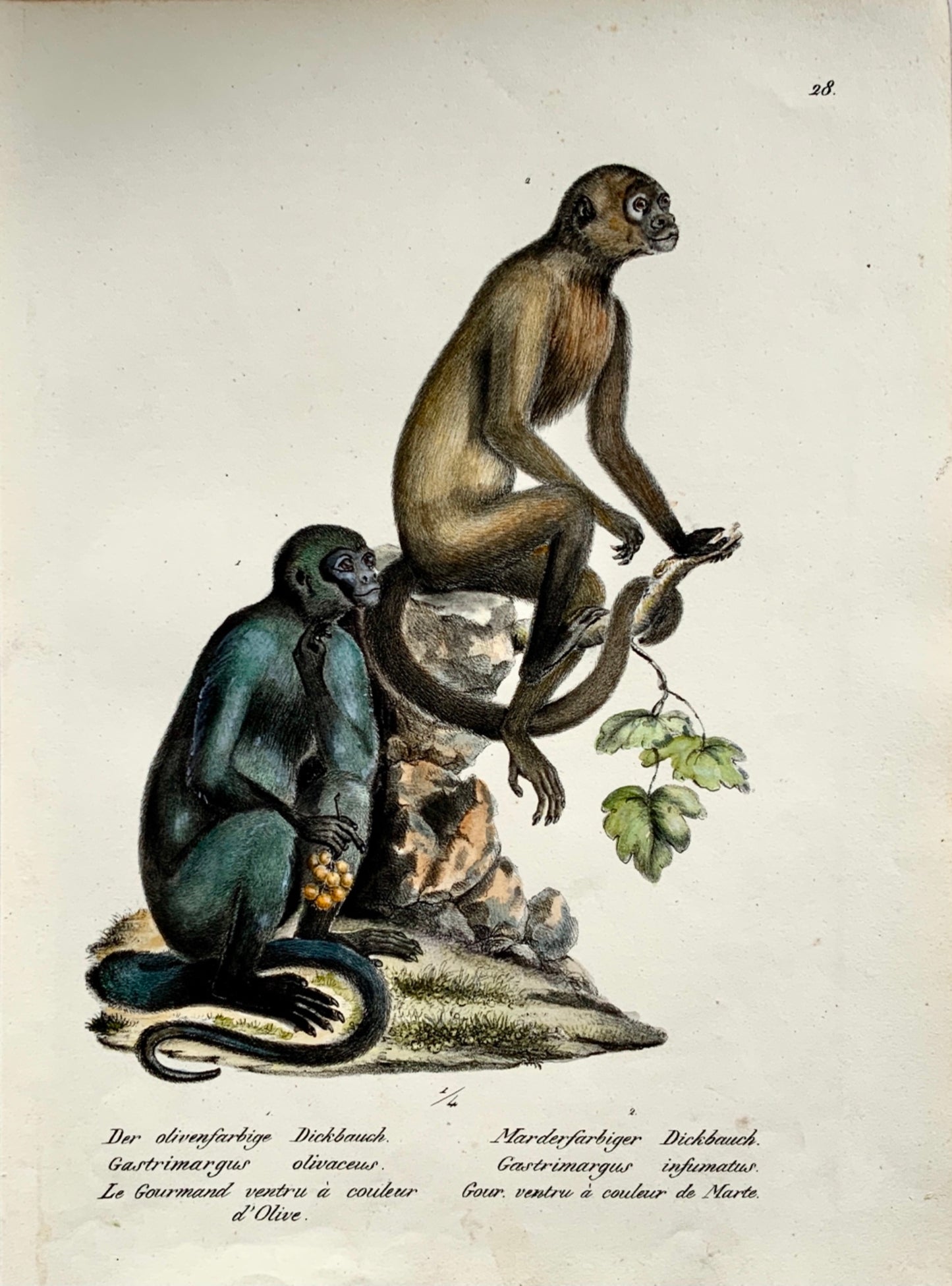 1824 Woolly Monkeys - Mammal - K.J. Brodtmann - handcolor FOLIO lithography