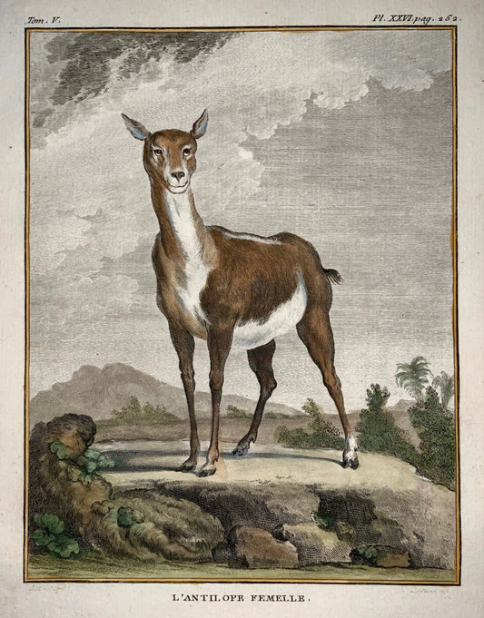 1779 J. de Seve - ANTELOPE - Mammal - 4to engraving