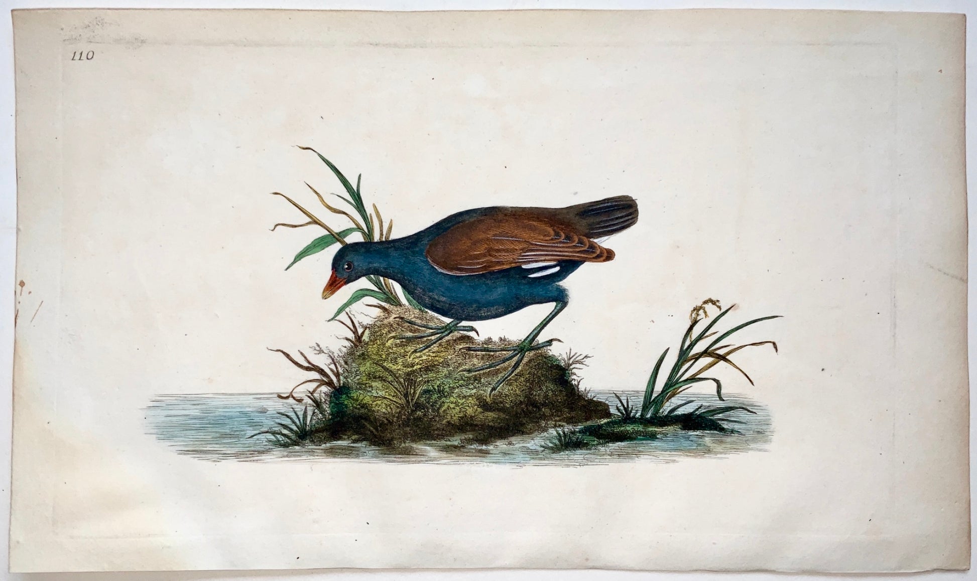 1794 Edward Donovan WATER RAIL exquisite hand coloured copper engraving - Ornithology