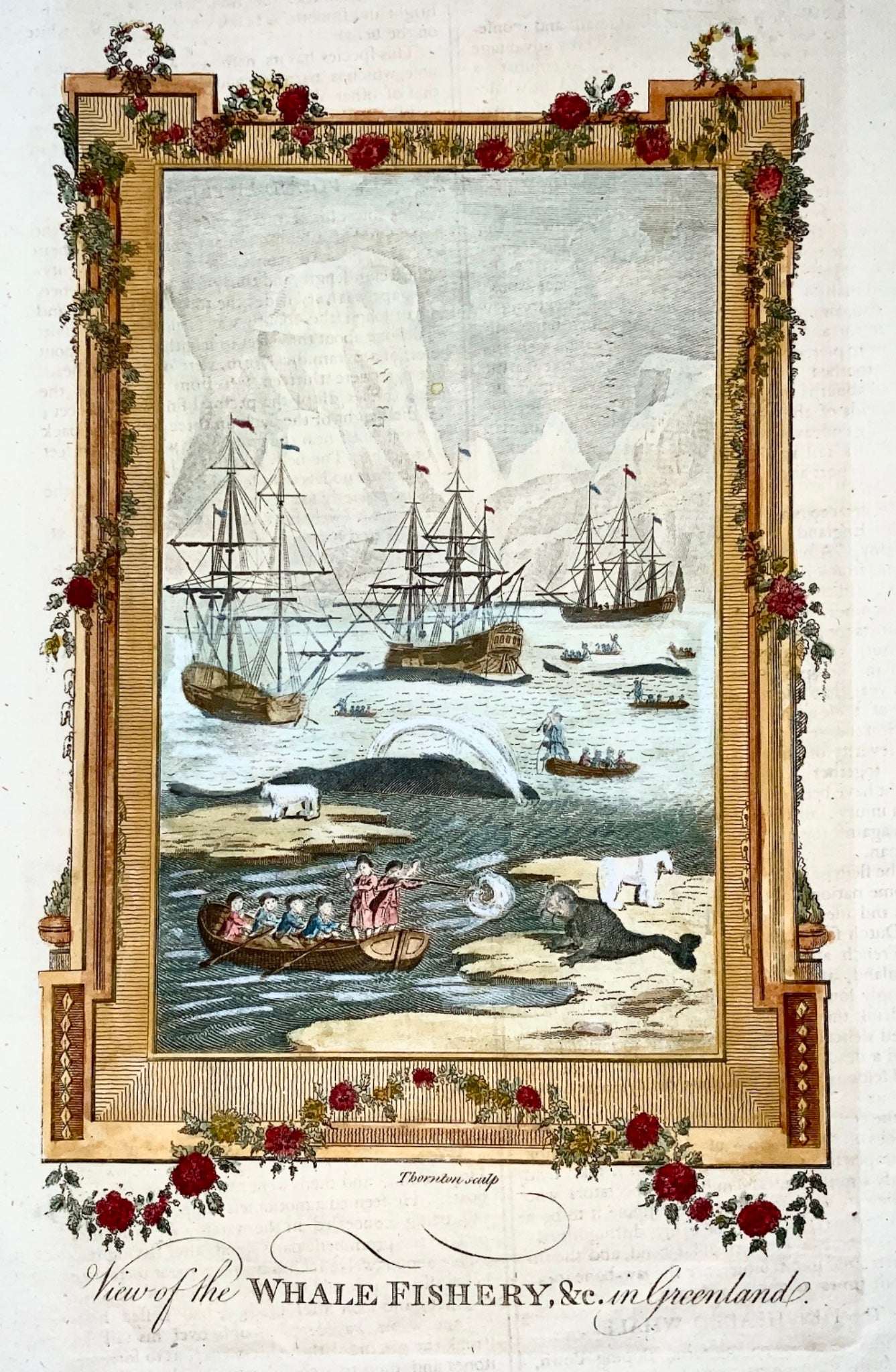 1785 Folio - Thornton sc. - Arctic WHALE Fishing - copper engraving
