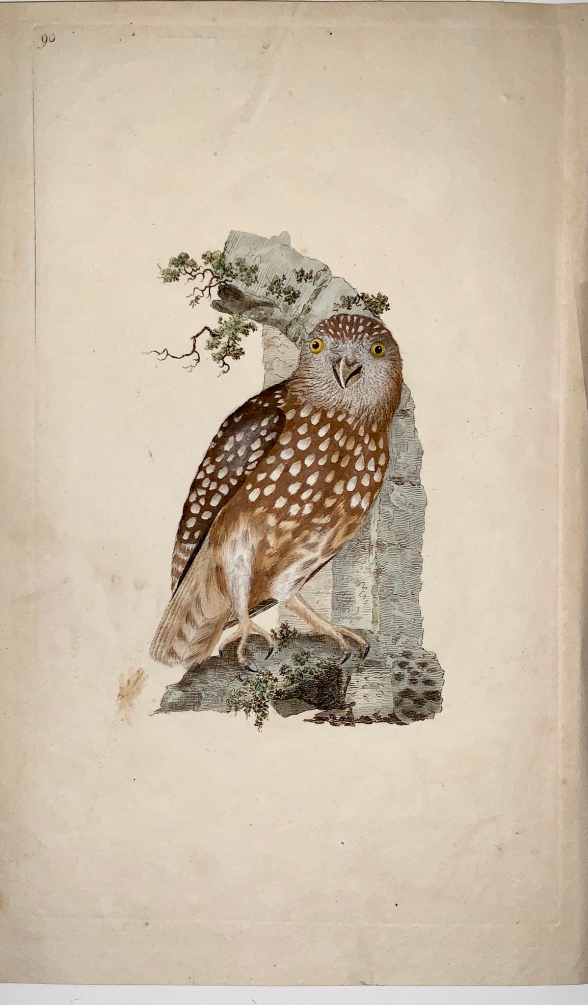 1794 Edward Donovan - LITTLE OWL - exquisite hand coloured copper engraving - Ornithology