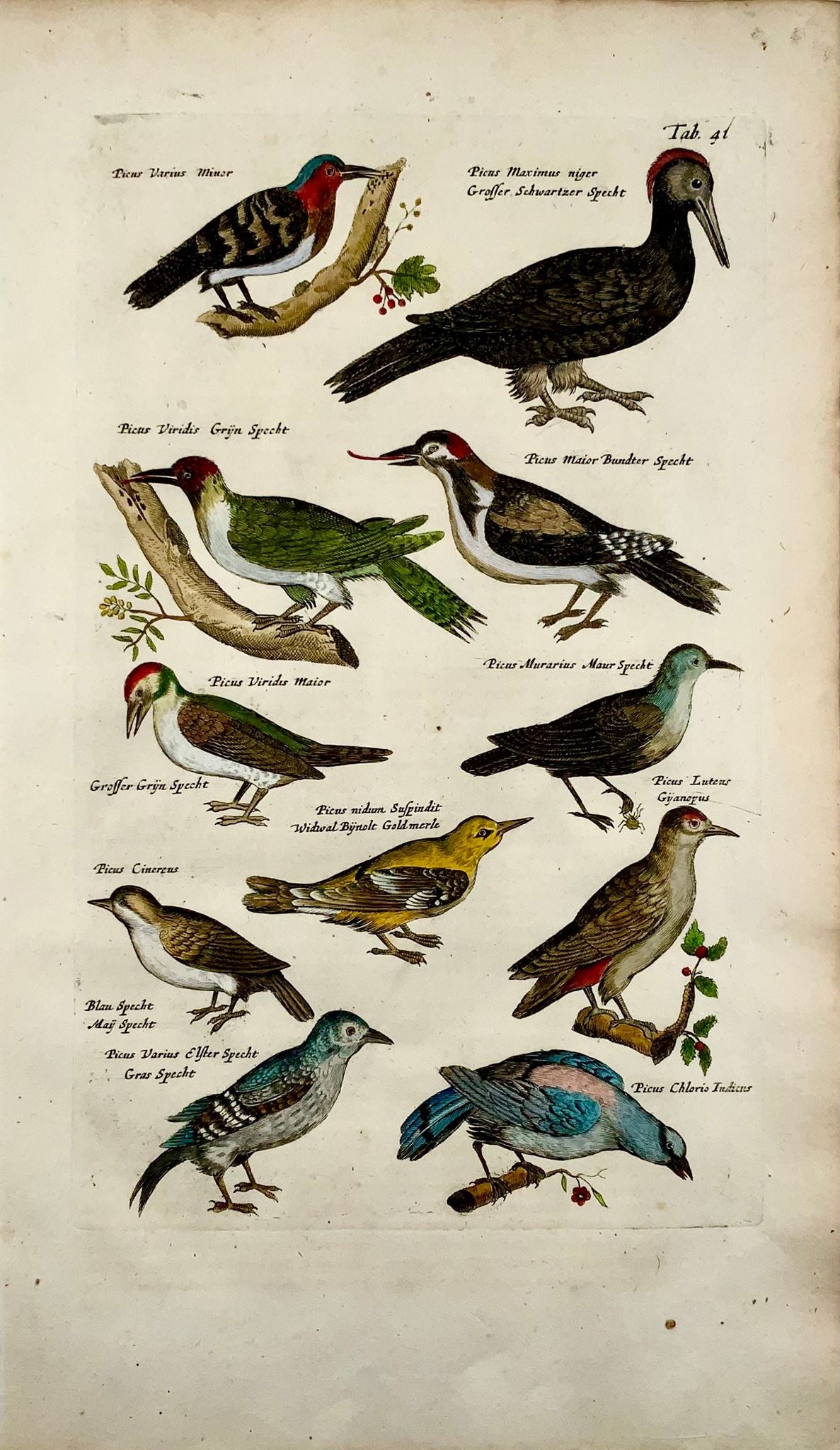 1657 Picus picus, oiseaux, Matthaus Merian, fin in-folio en couleur à la main