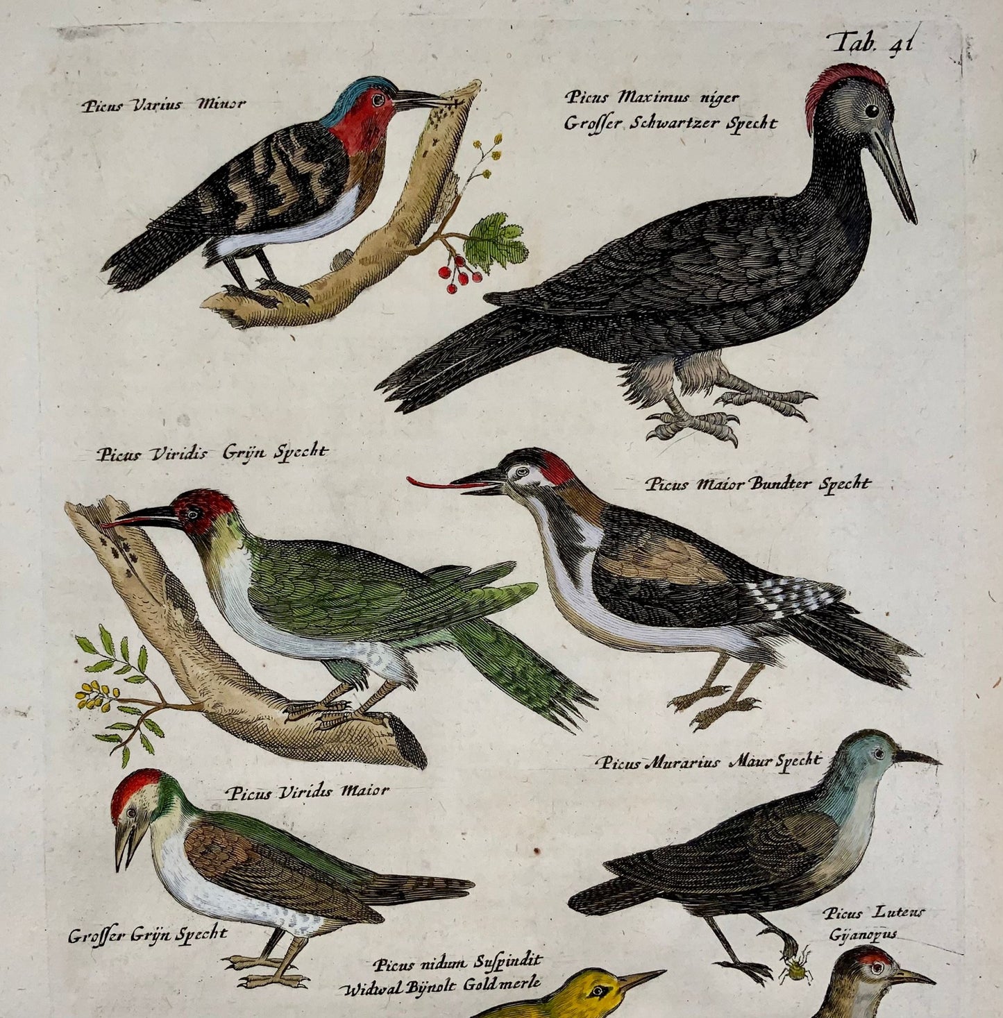 1657 Woodpeckers picus, birds, Matthaus Merian, fine folio in hand colour