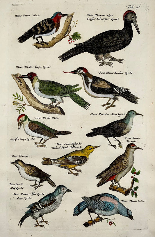 1657 Picchi picus, uccelli, Matthaus Merian, bel foglio colorato a mano