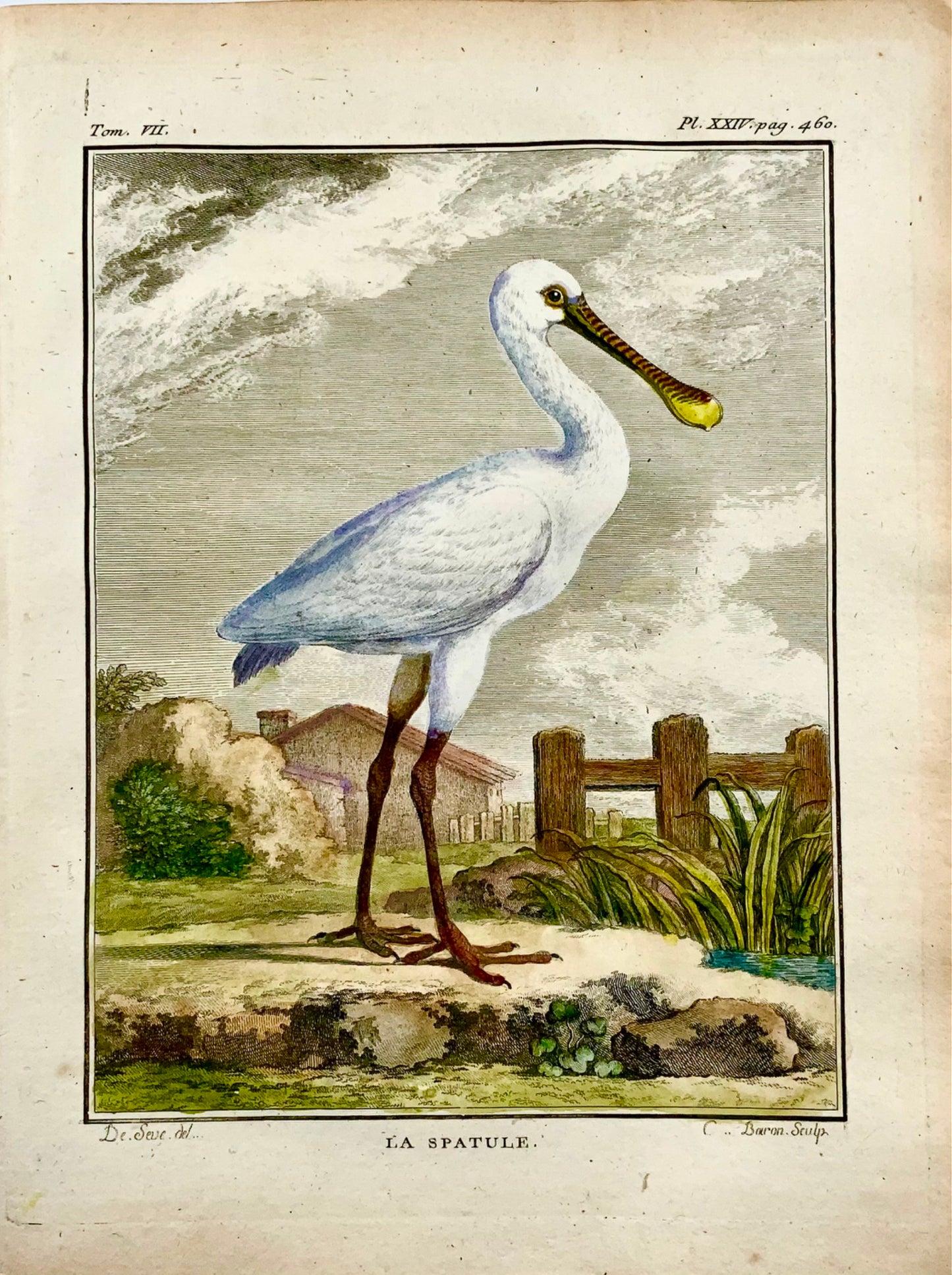 1779 de Seve - SPOONBILL Bird - Ornithology - 4to Large Edn engraving
