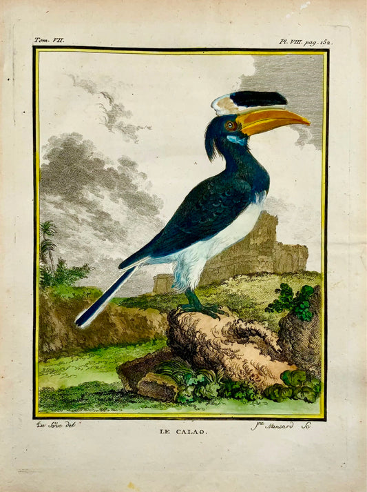 1775 Calao, Hornbill, fine quarto hand colored copper engraving, Ornithology