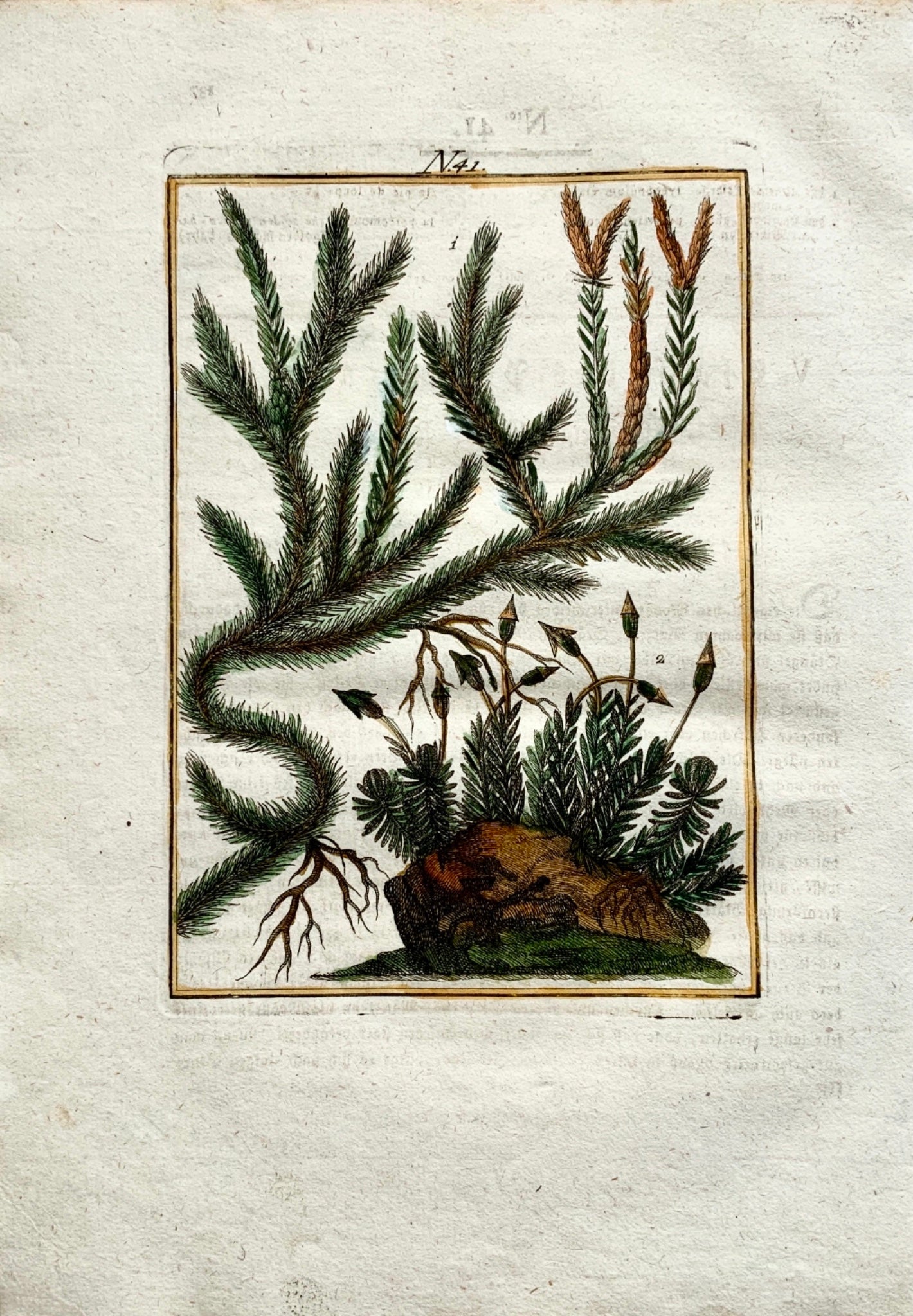 1790 MAIDEN HAIR Joh. Sollerer hand coloured engraving - Botany