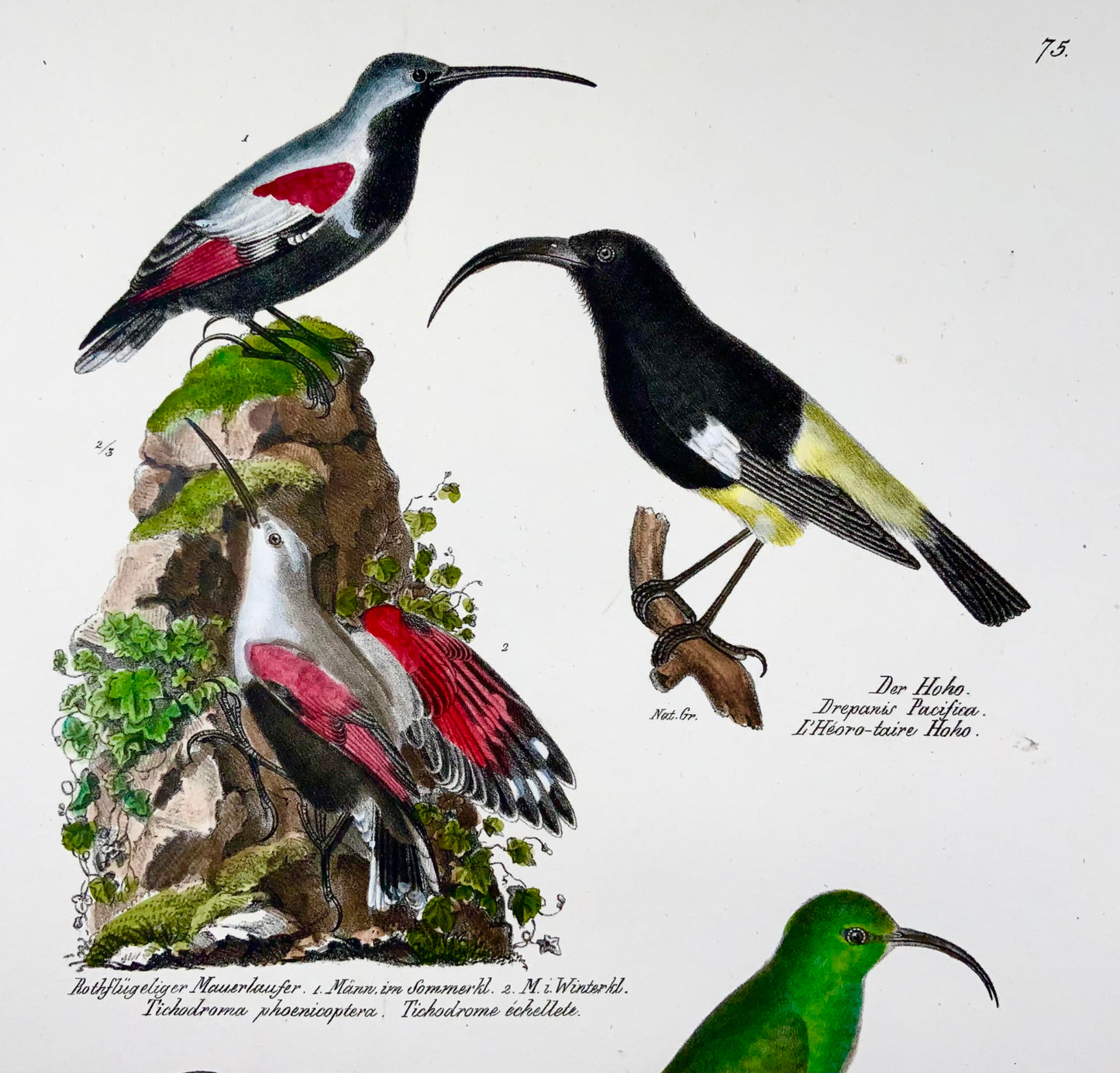 1830 Picchio muraiolo Drepanis, ornitologia, Brodtmann, folio, litografia