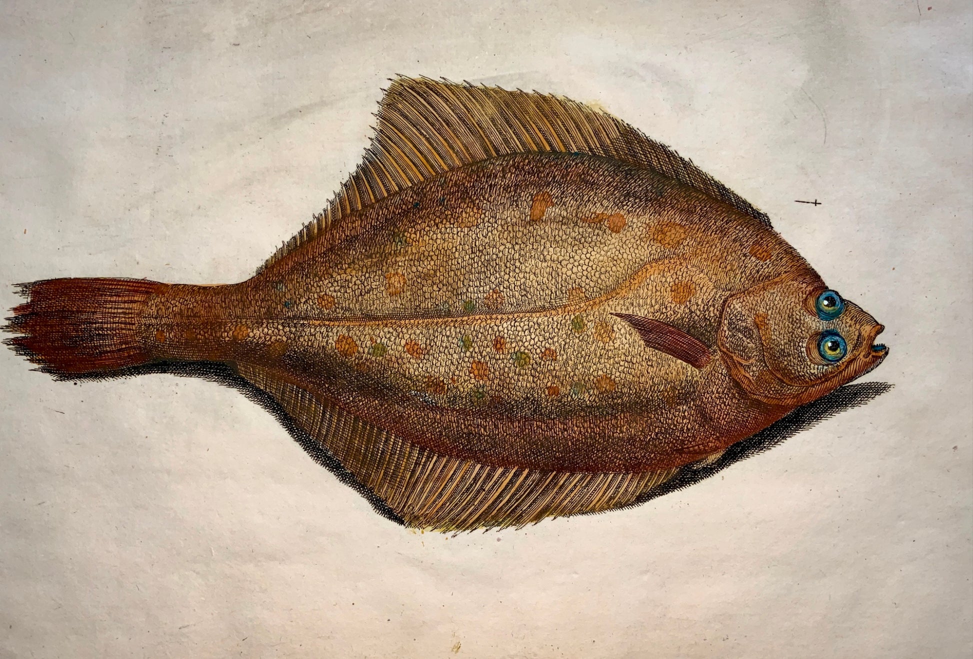 1686 Richard Hunt after Silviani DAB FLOUNDER Fish folio copper engraving