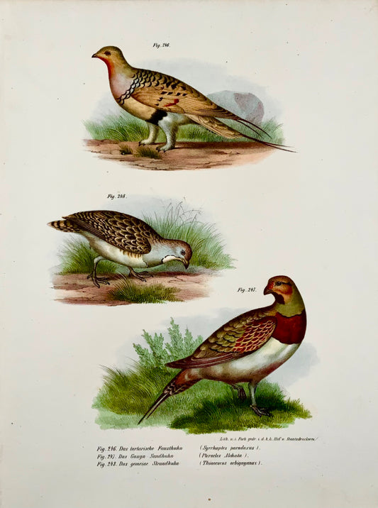 1860 Grouse Birds - Fitzinger FOLIO colour lithograph - With added hand colour - Ornithology