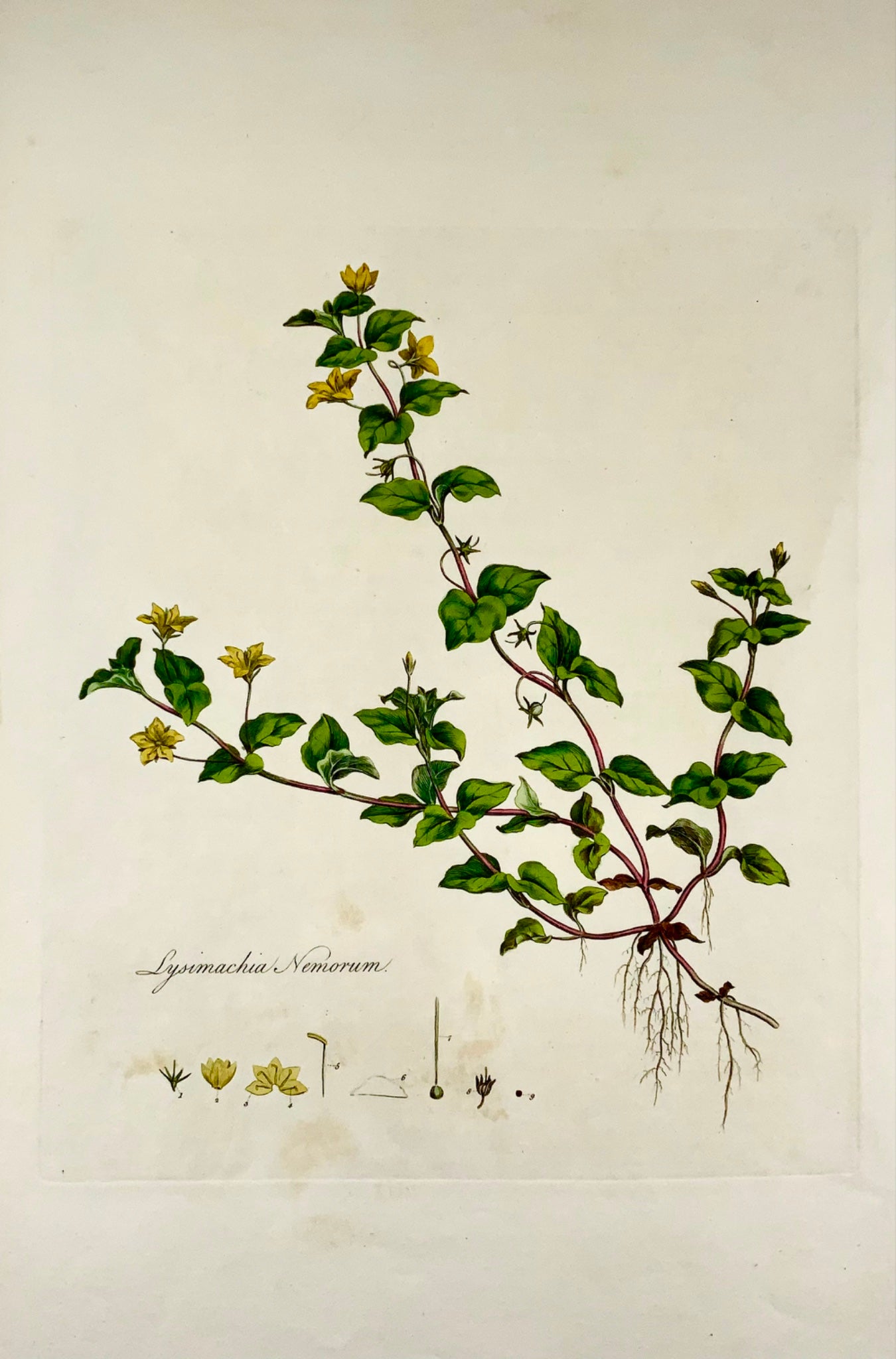 1817 Curtis, 'Flora Londinensis', Pimpernel, large folio, hand coloured, botany